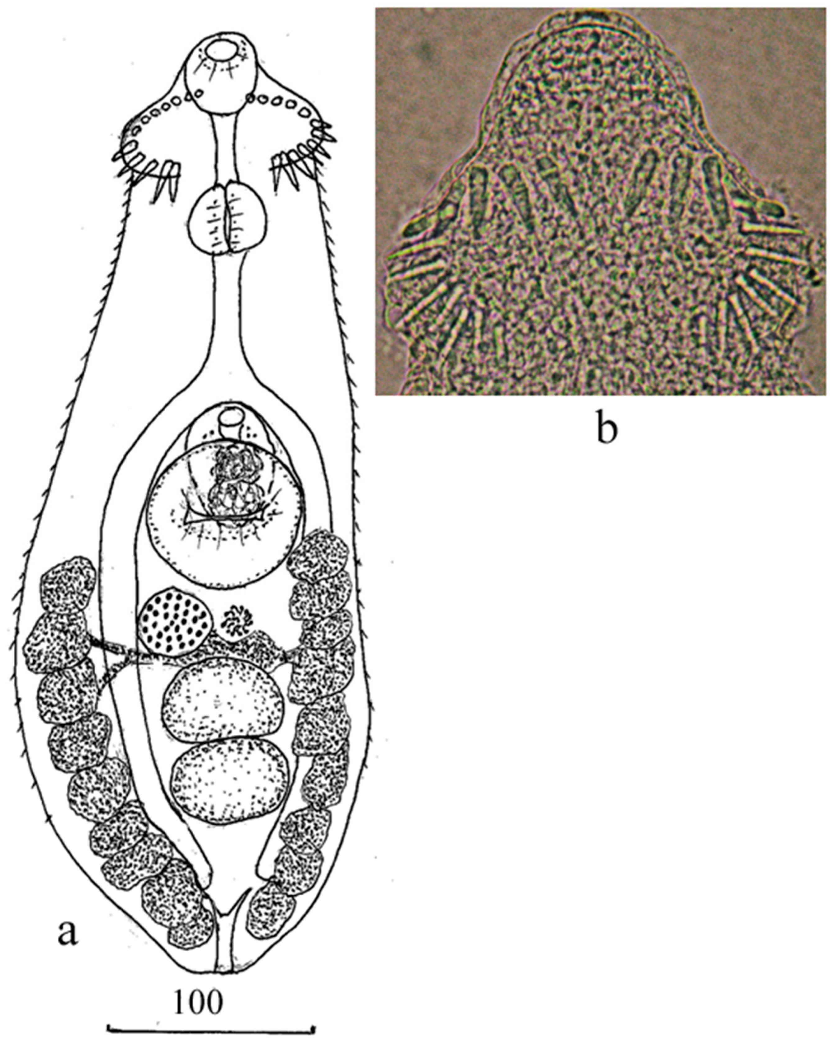 Animals 13 03236 g001