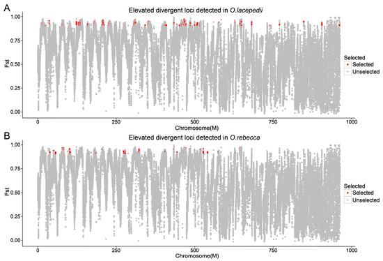 Climate Adaptation and Drift Shape the Genomes of Two Eel