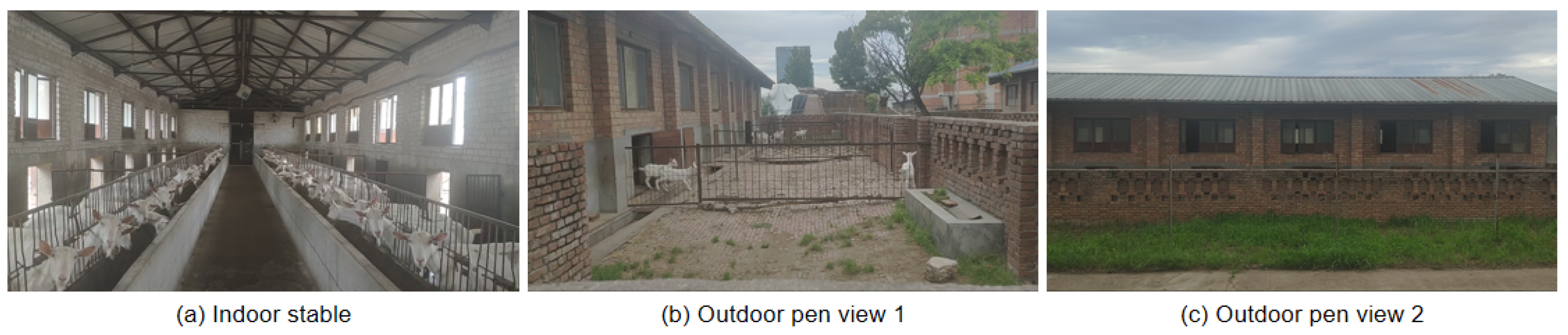 Animals 13 03250 g003