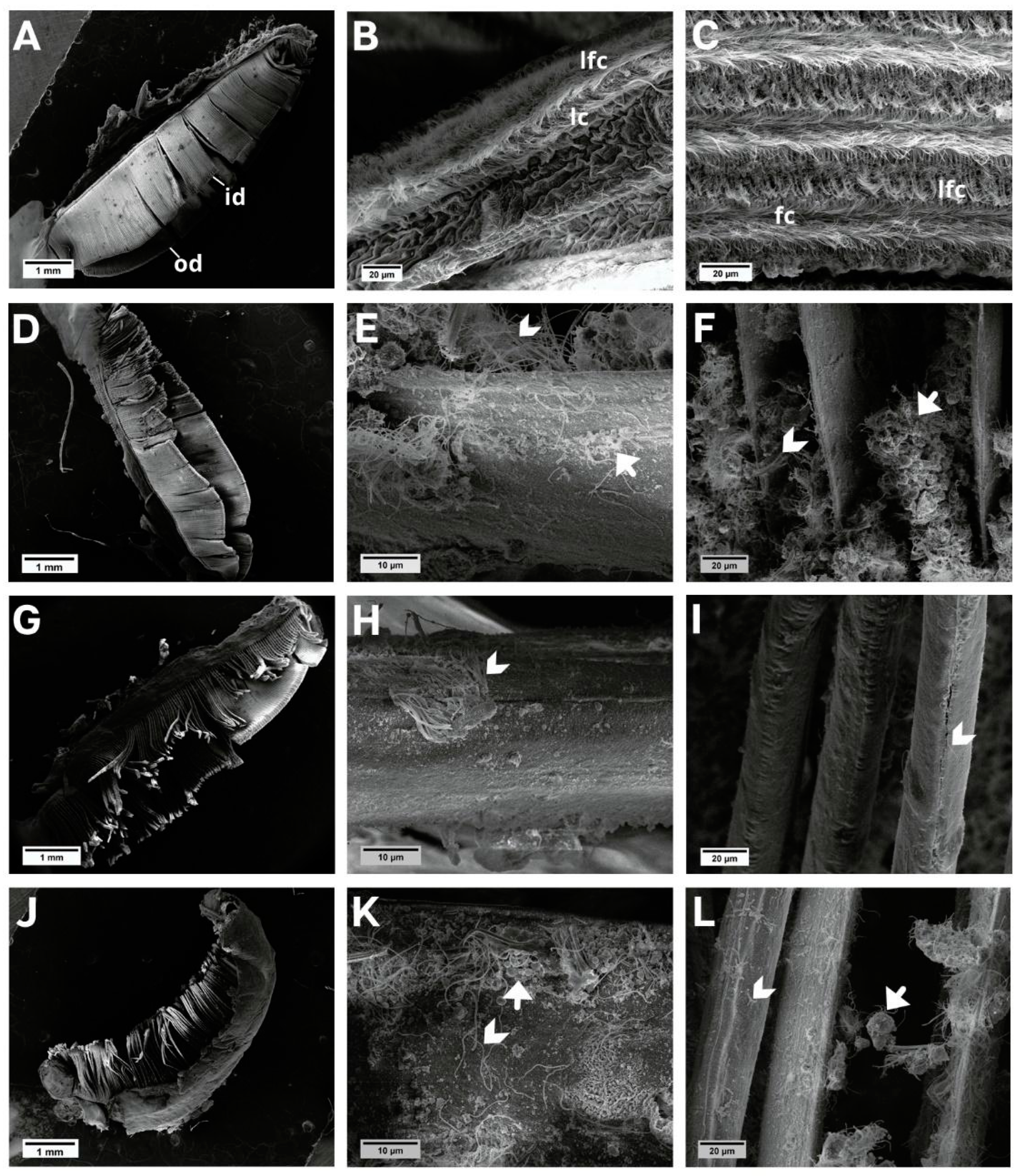 Animals 13 03258 g008