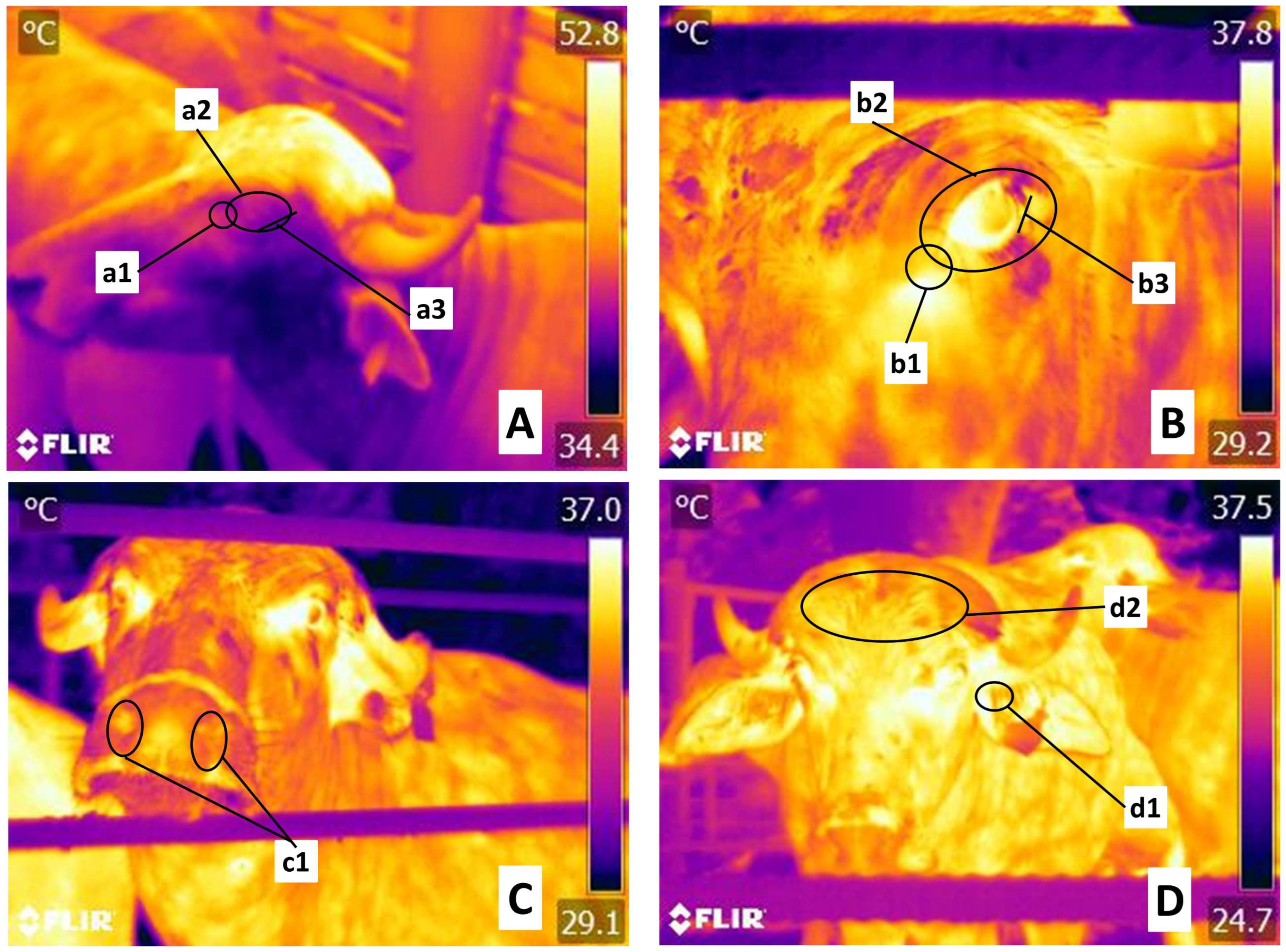 Animals 13 03274 g001