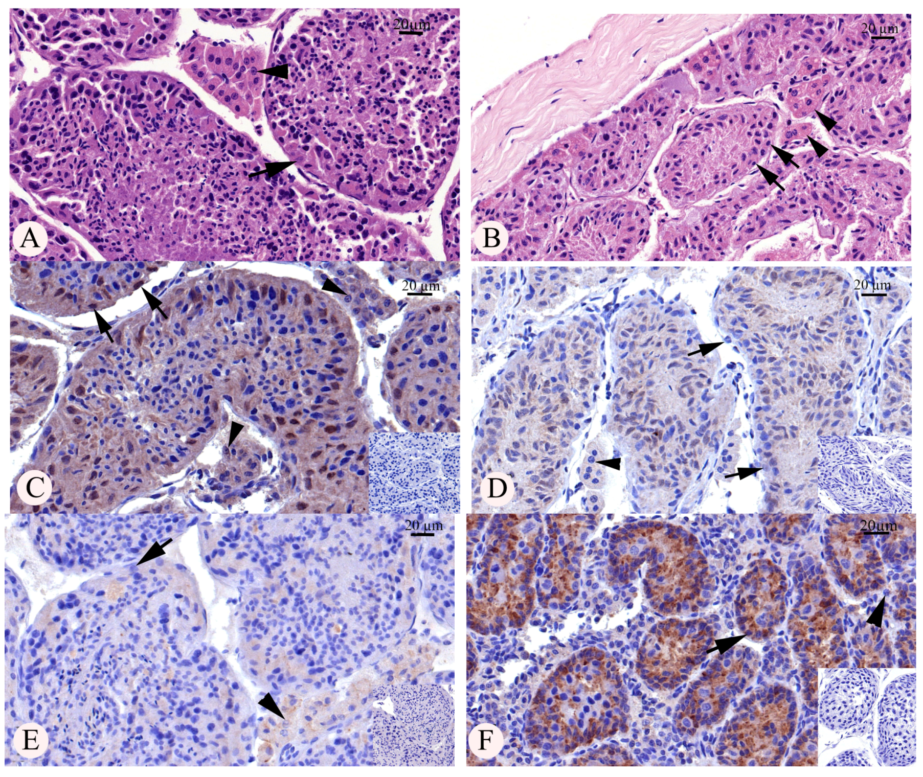 Animals 13 03287 g001