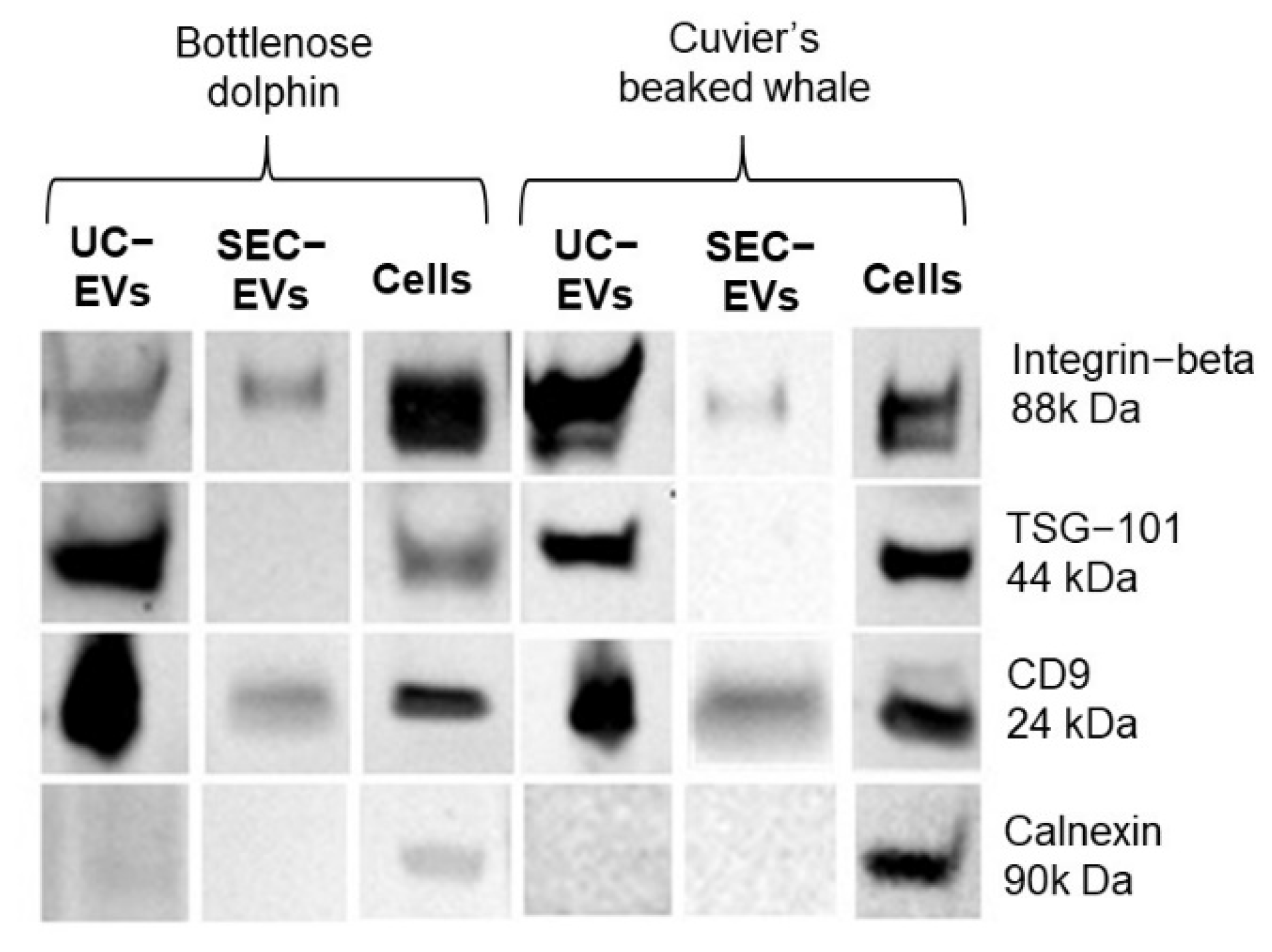 Animals 13 03304 g002 Animals 13 03304 g002