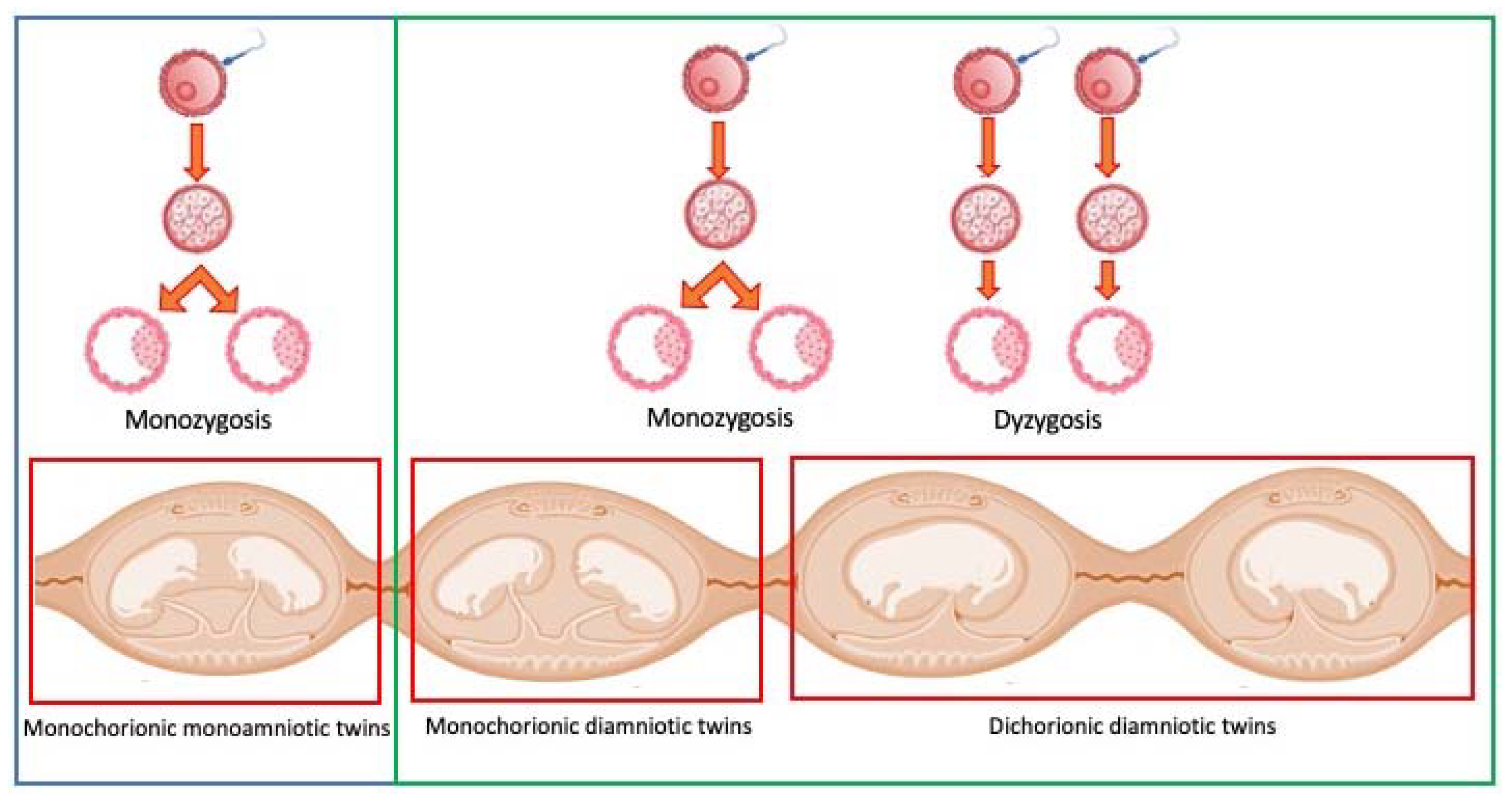 Animals 13 03309 g001