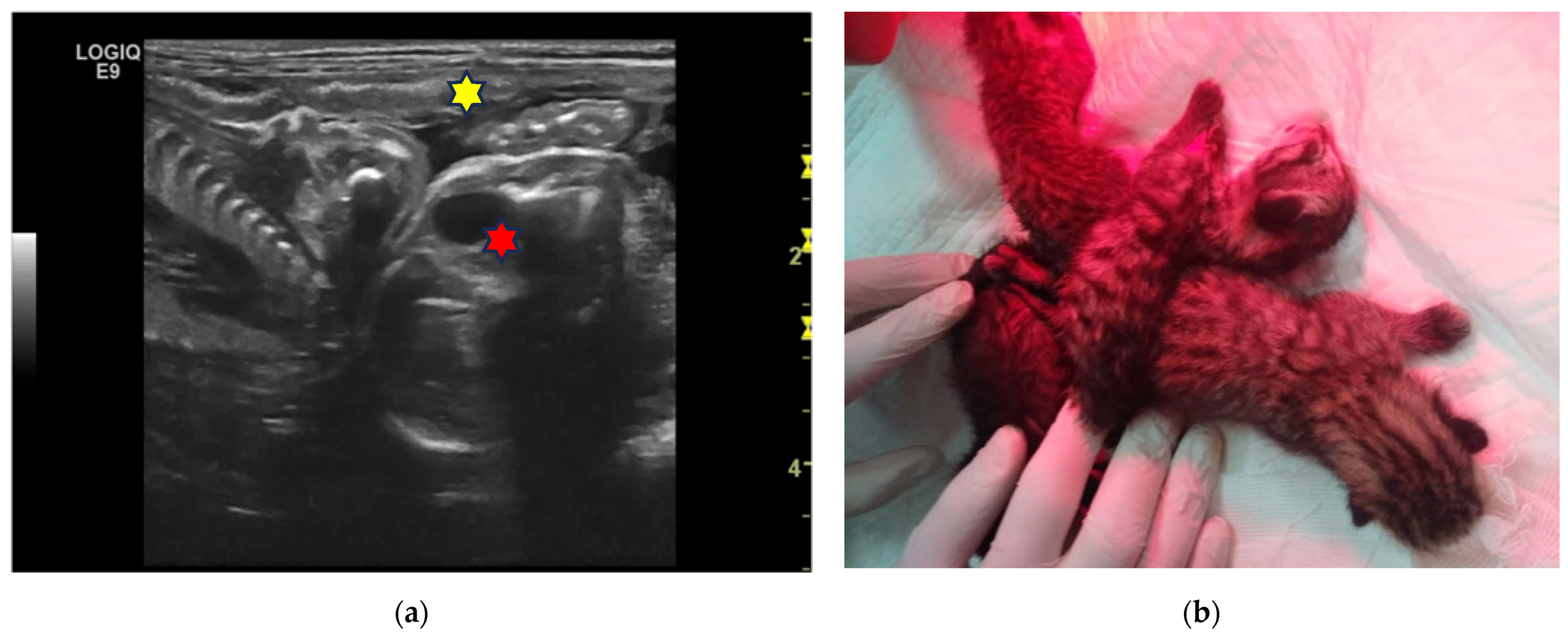 Animals 13 03309 g003