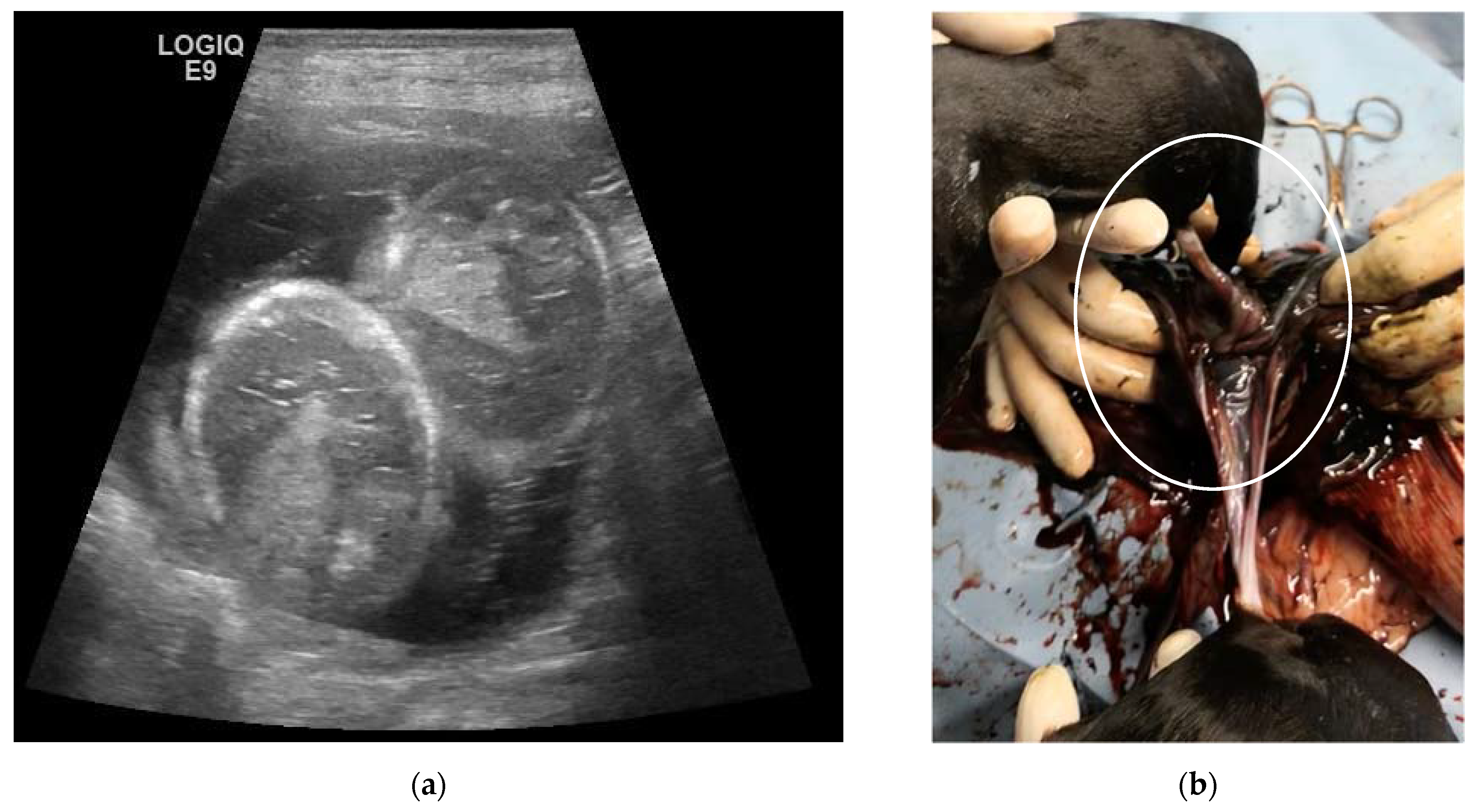 Animals 13 03309 g004