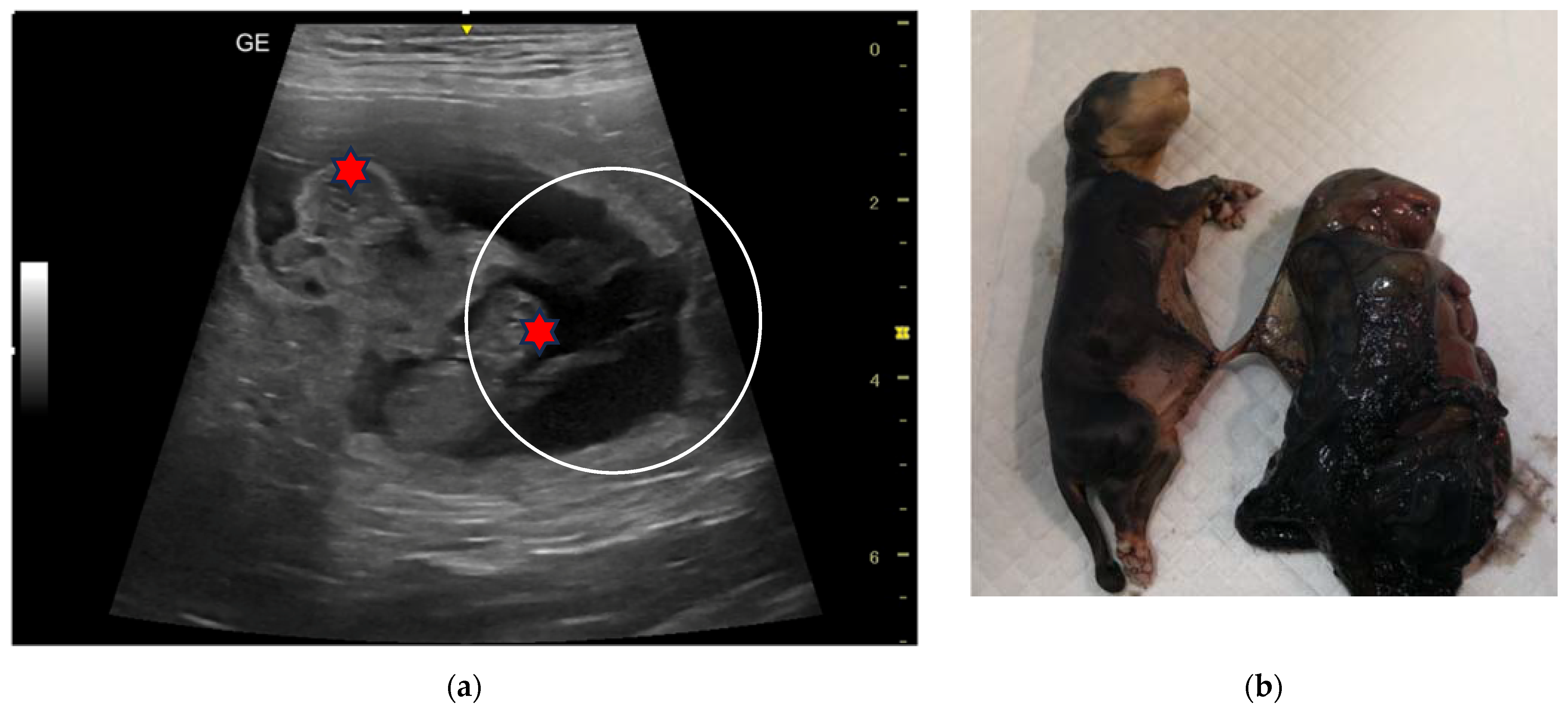 Animals 13 03309 g005