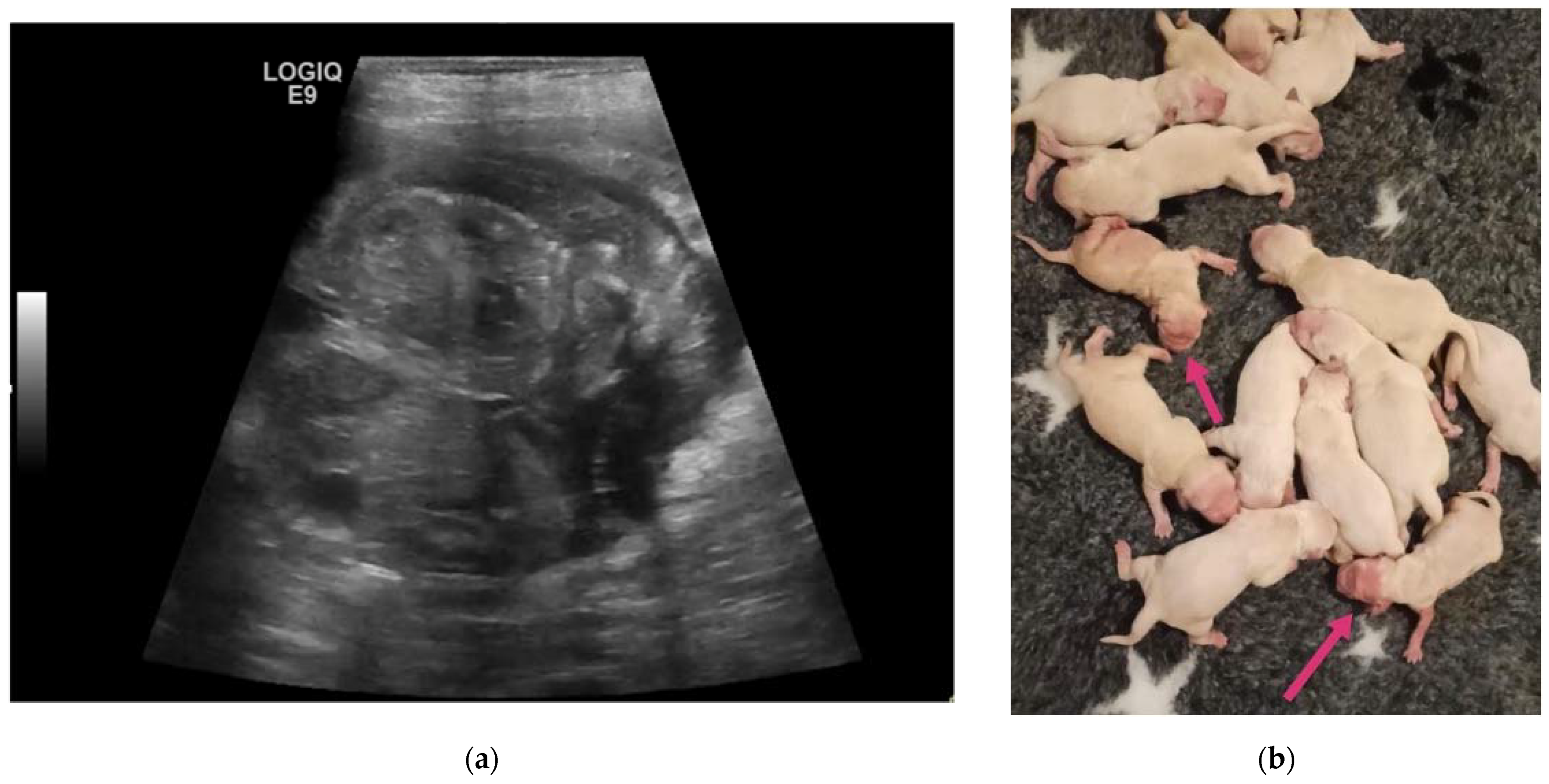 Animals 13 03309 g007