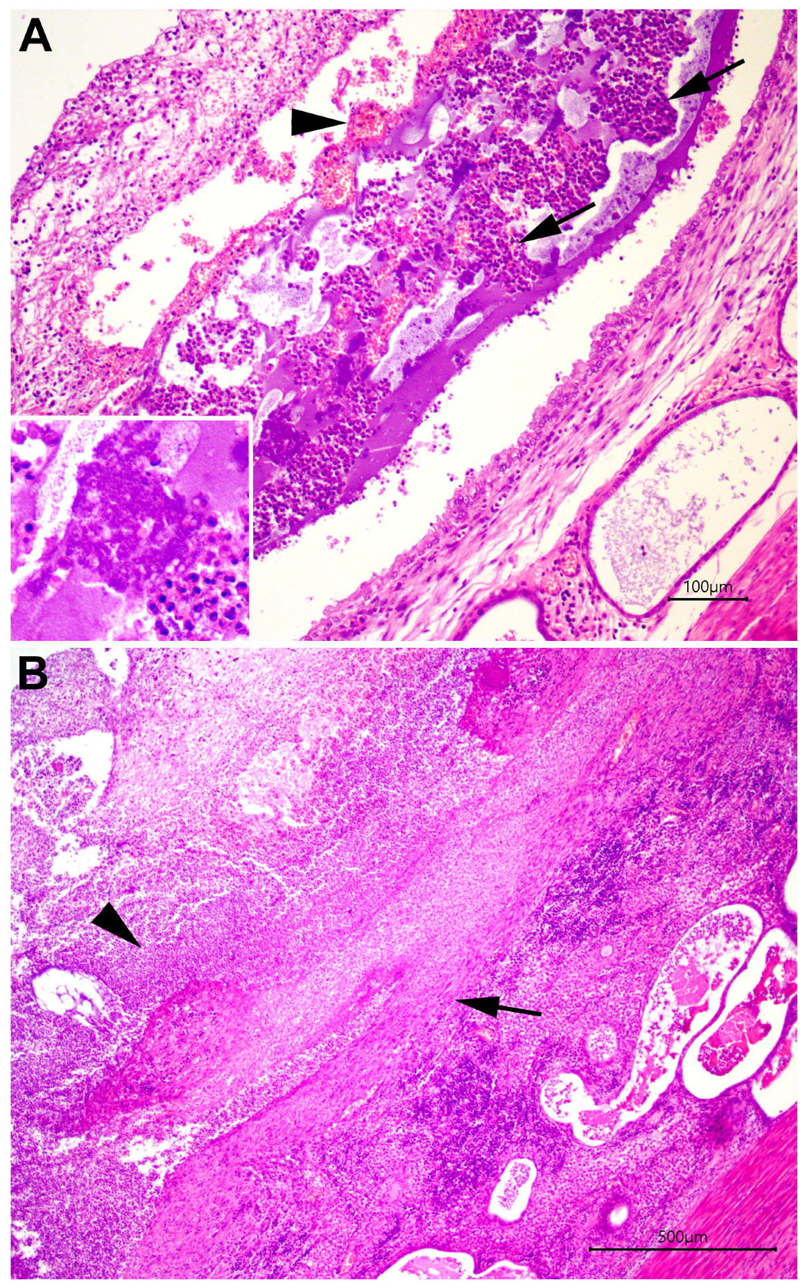 Canine Pyometra: A Short Review of Current Advances