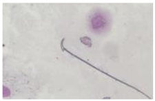 Animals 13 03324 i005