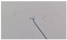 Animals 13 03324 i006