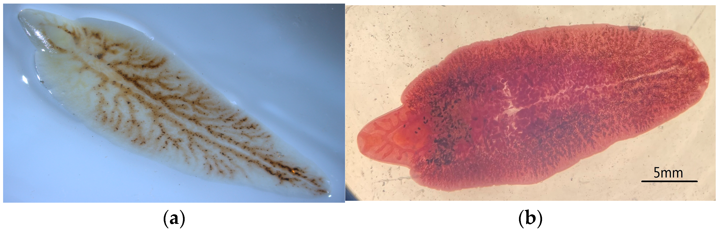 Animals 13 03330 g002 Animals 13 03330 g002