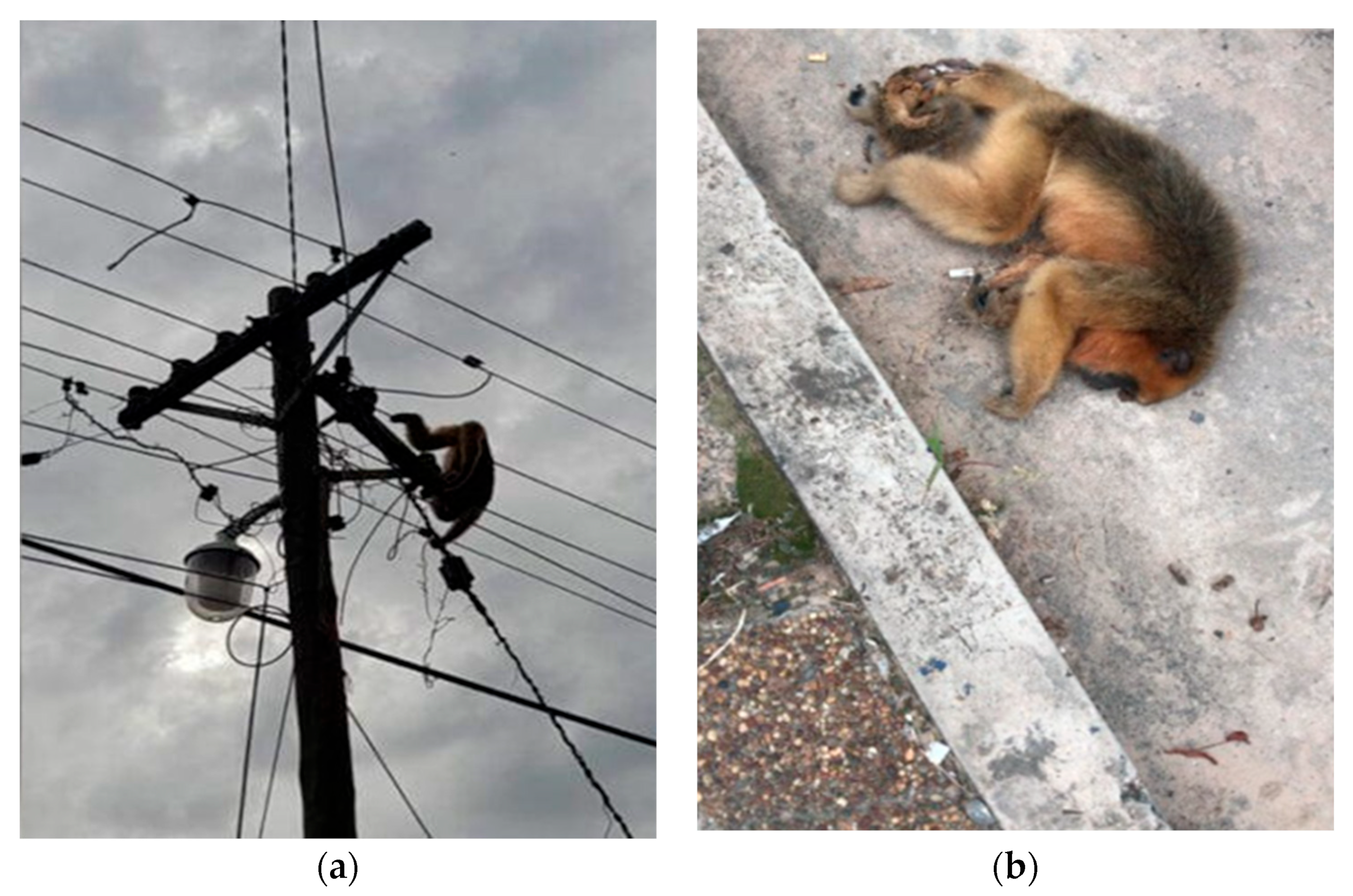 Animals 13 03331 g004