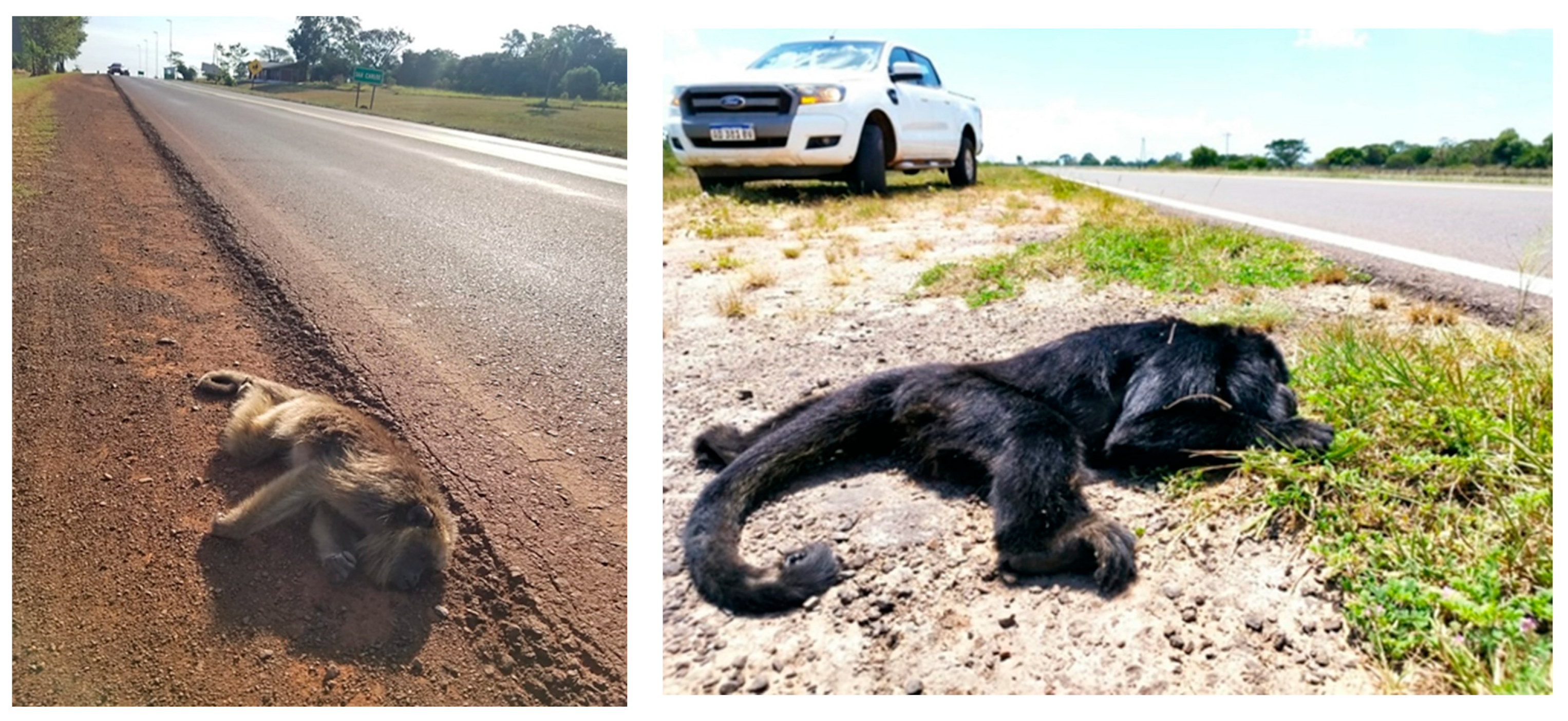 Animals 13 03331 g005