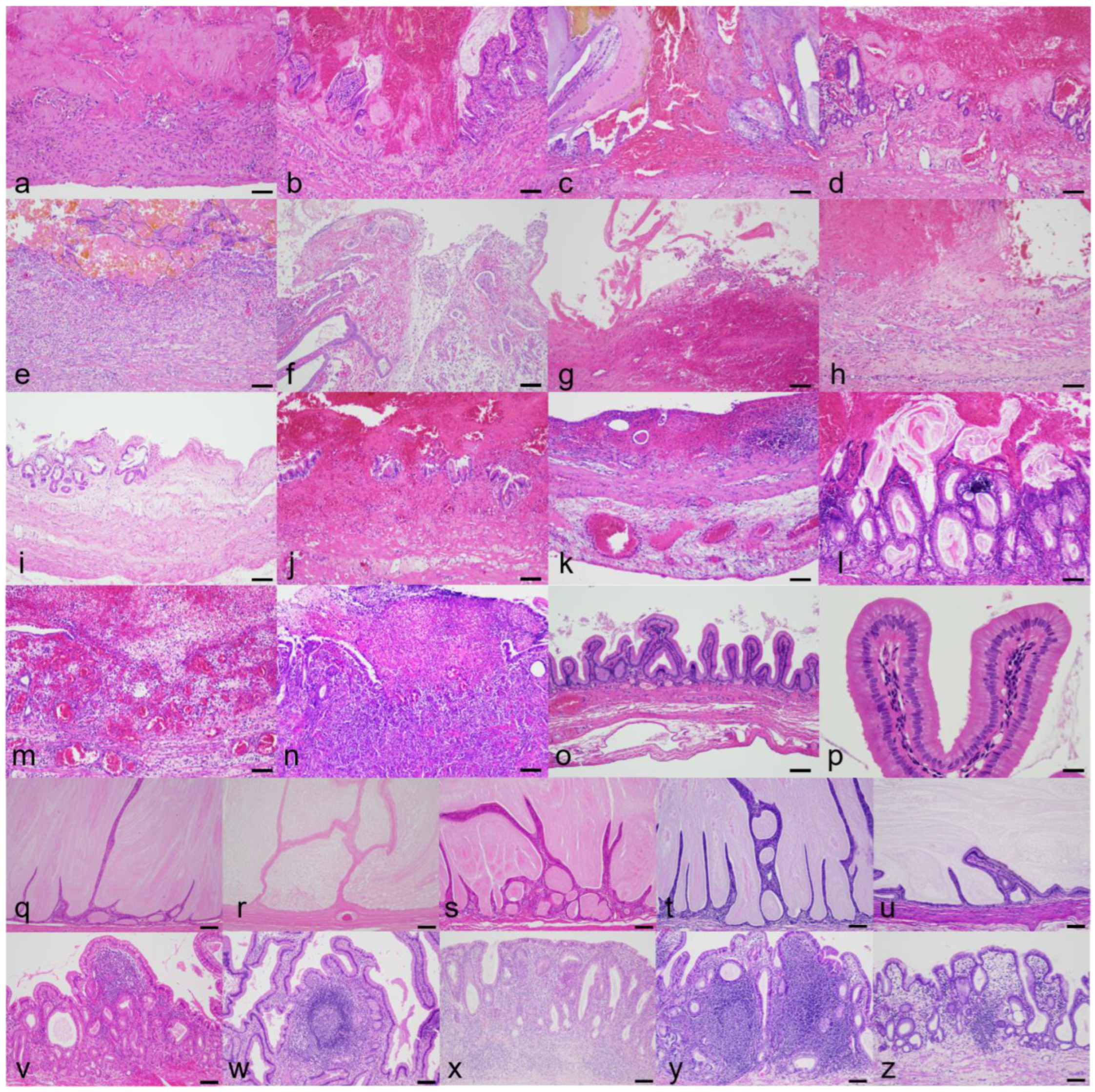 Animals 13 03335 g001