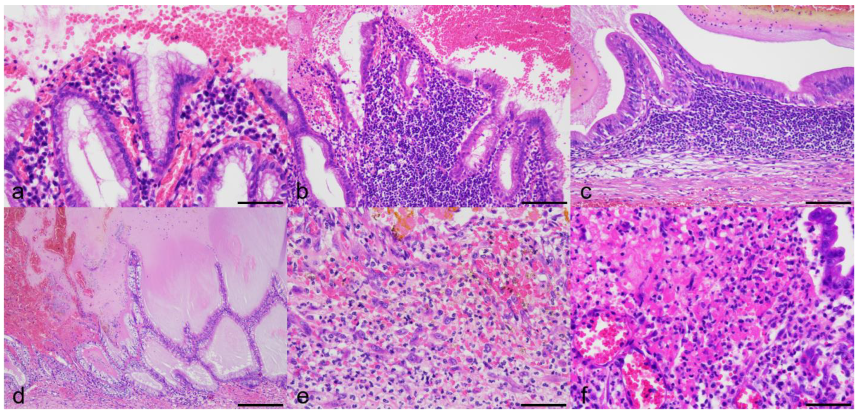 Animals 13 03335 g002