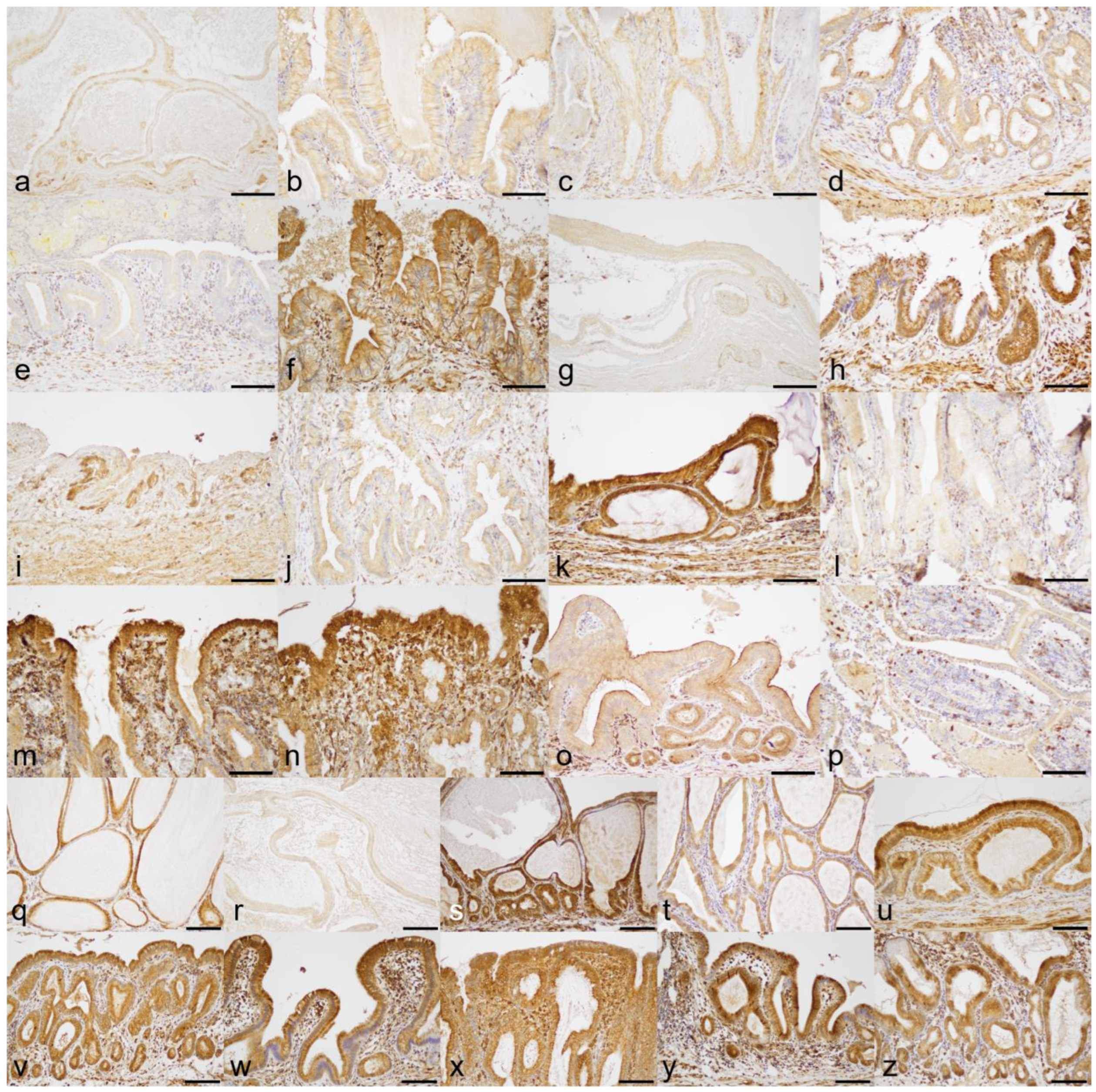 Animals 13 03335 g004