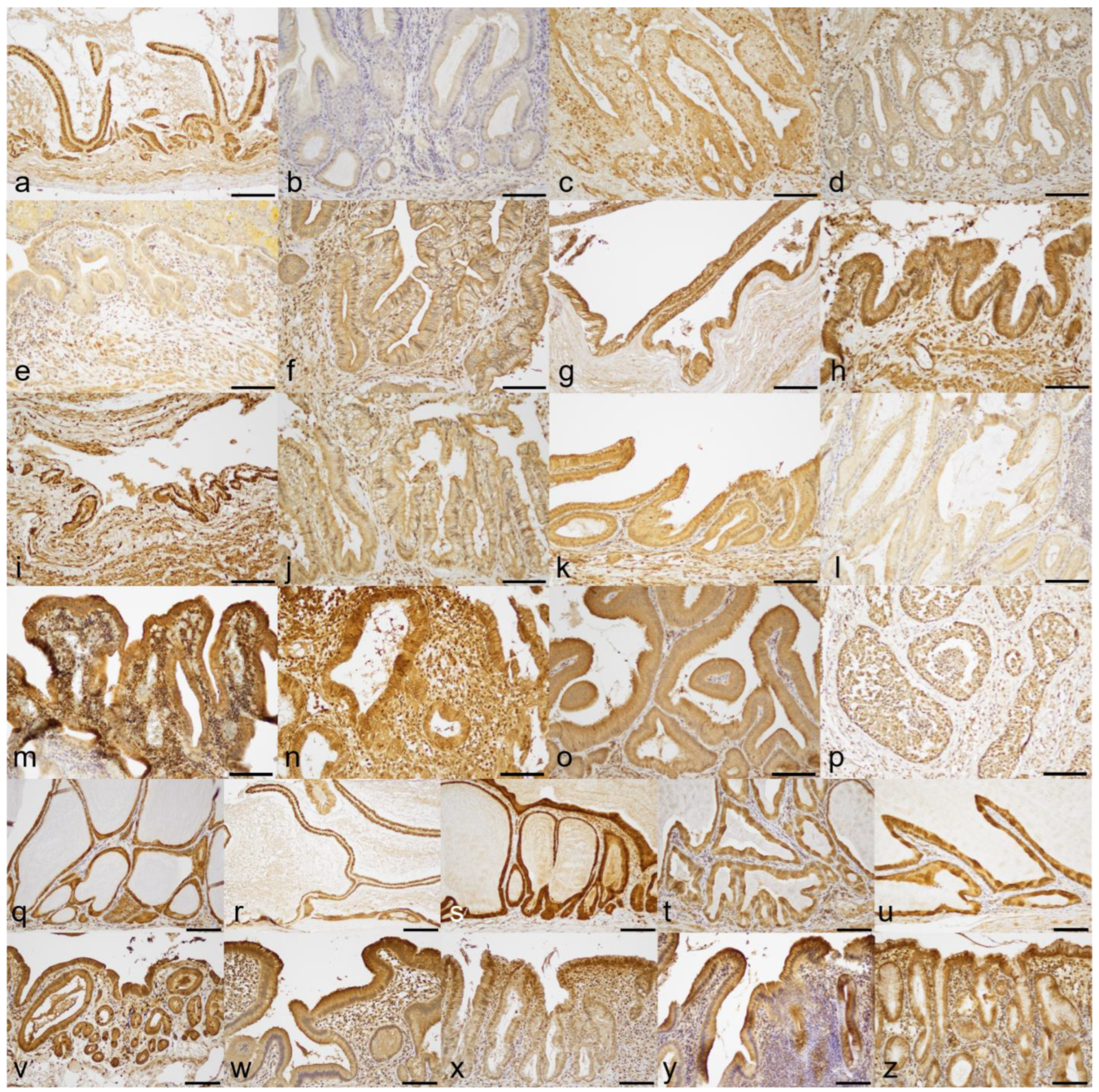 Animals 13 03335 g005