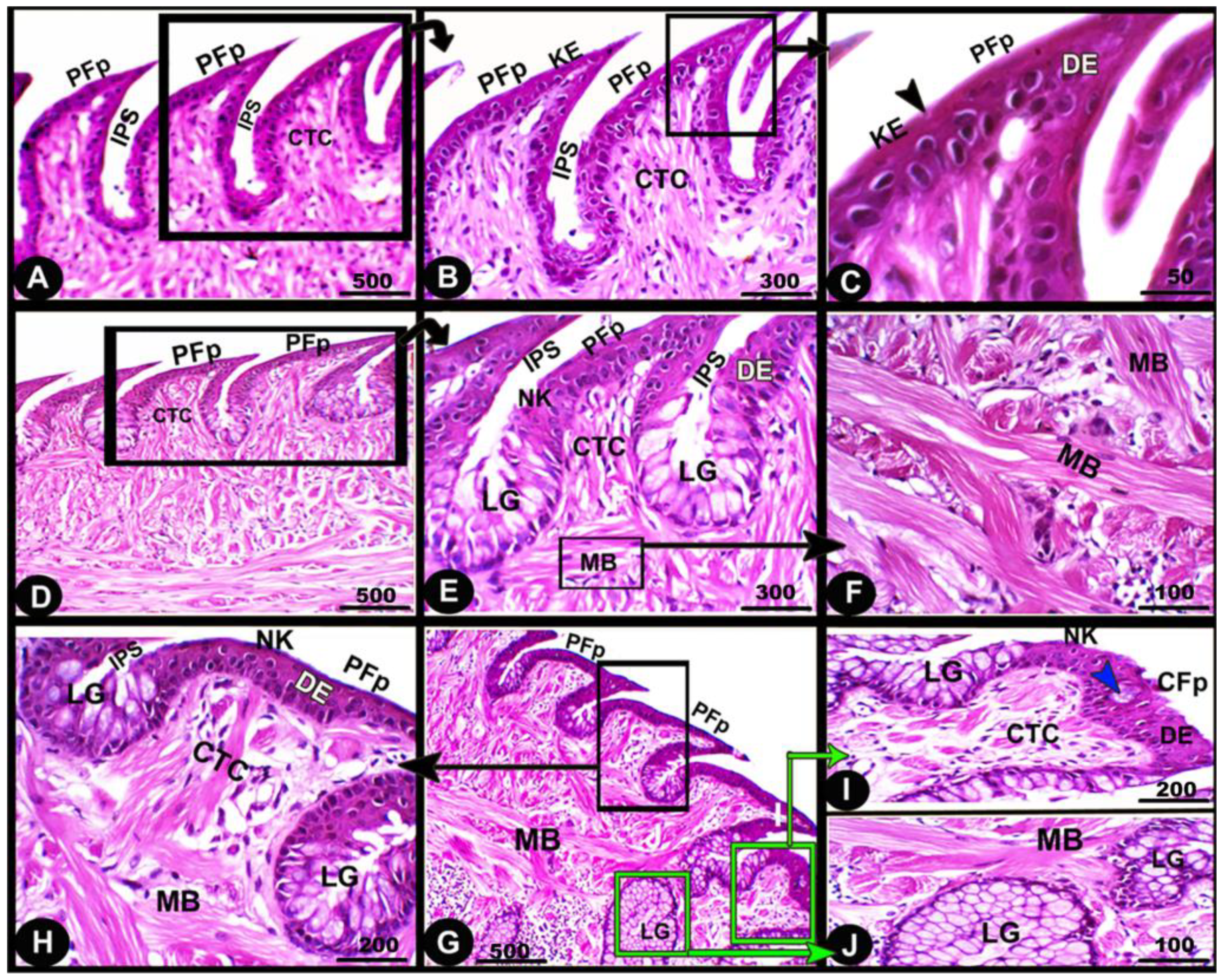 Animals 13 03336 g006