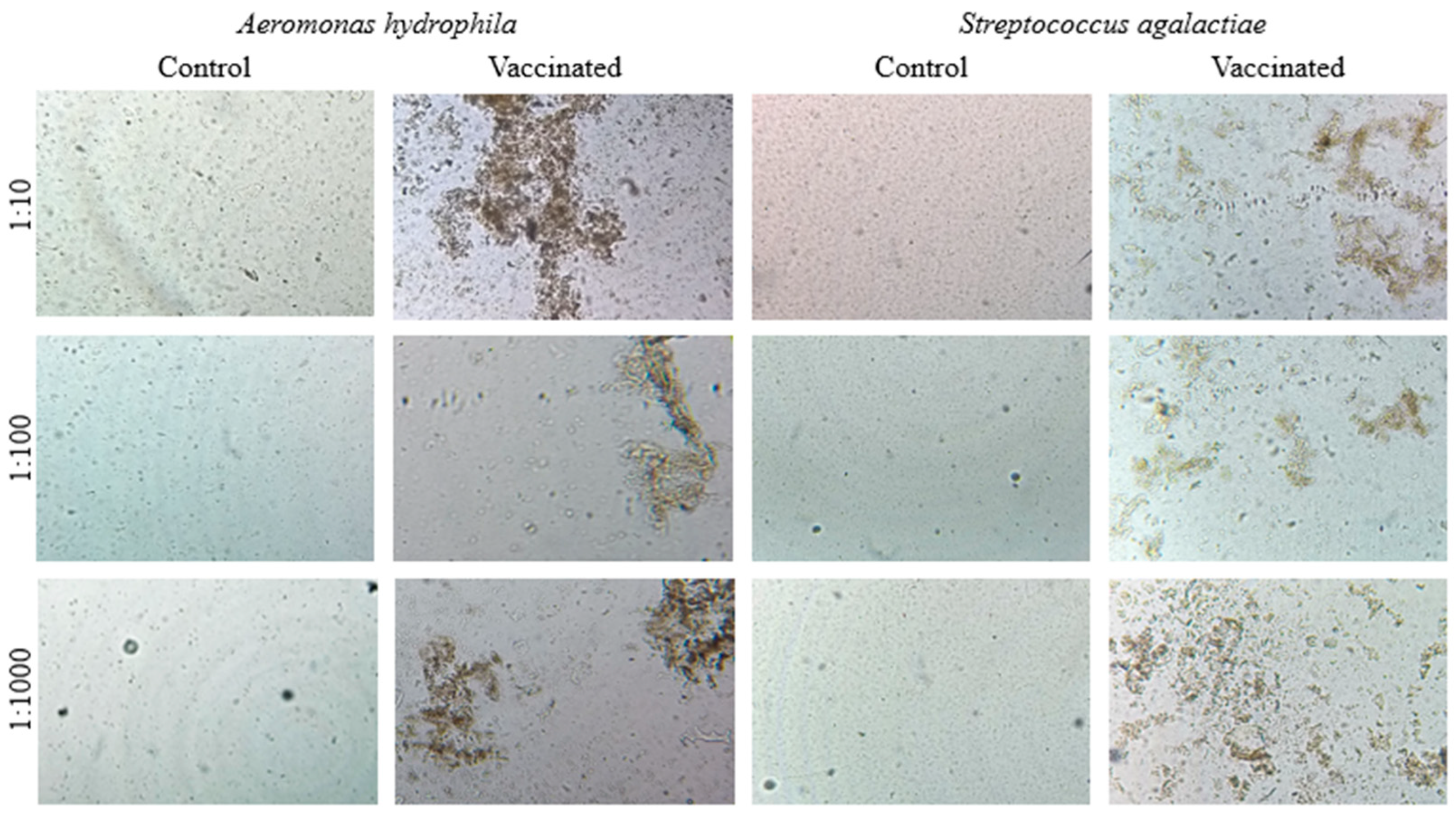 Animals 13 03338 g002