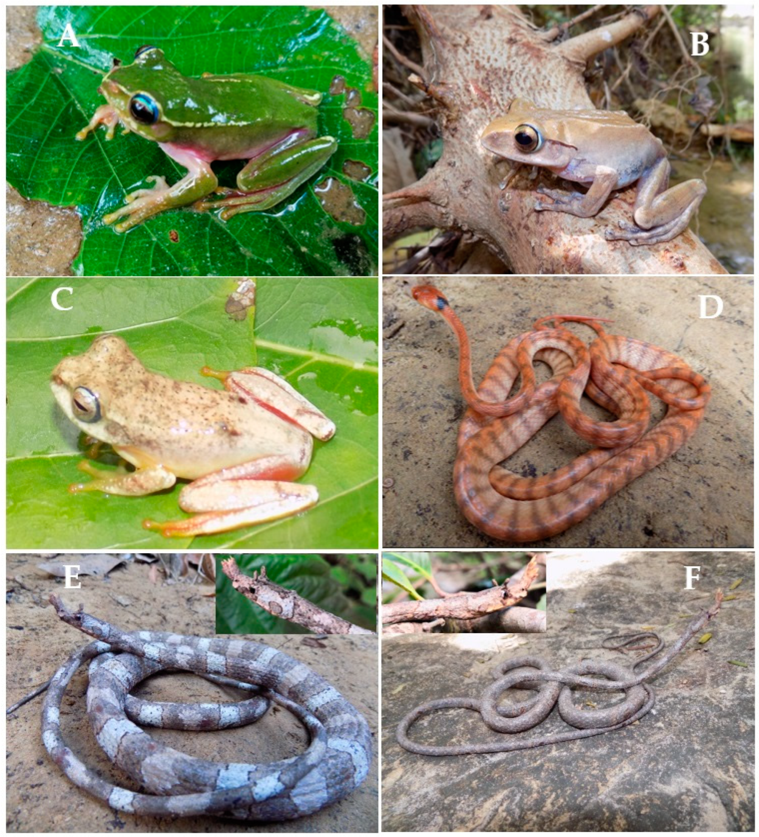 Animals 13 03361 g002 Animals 13 03361 g002