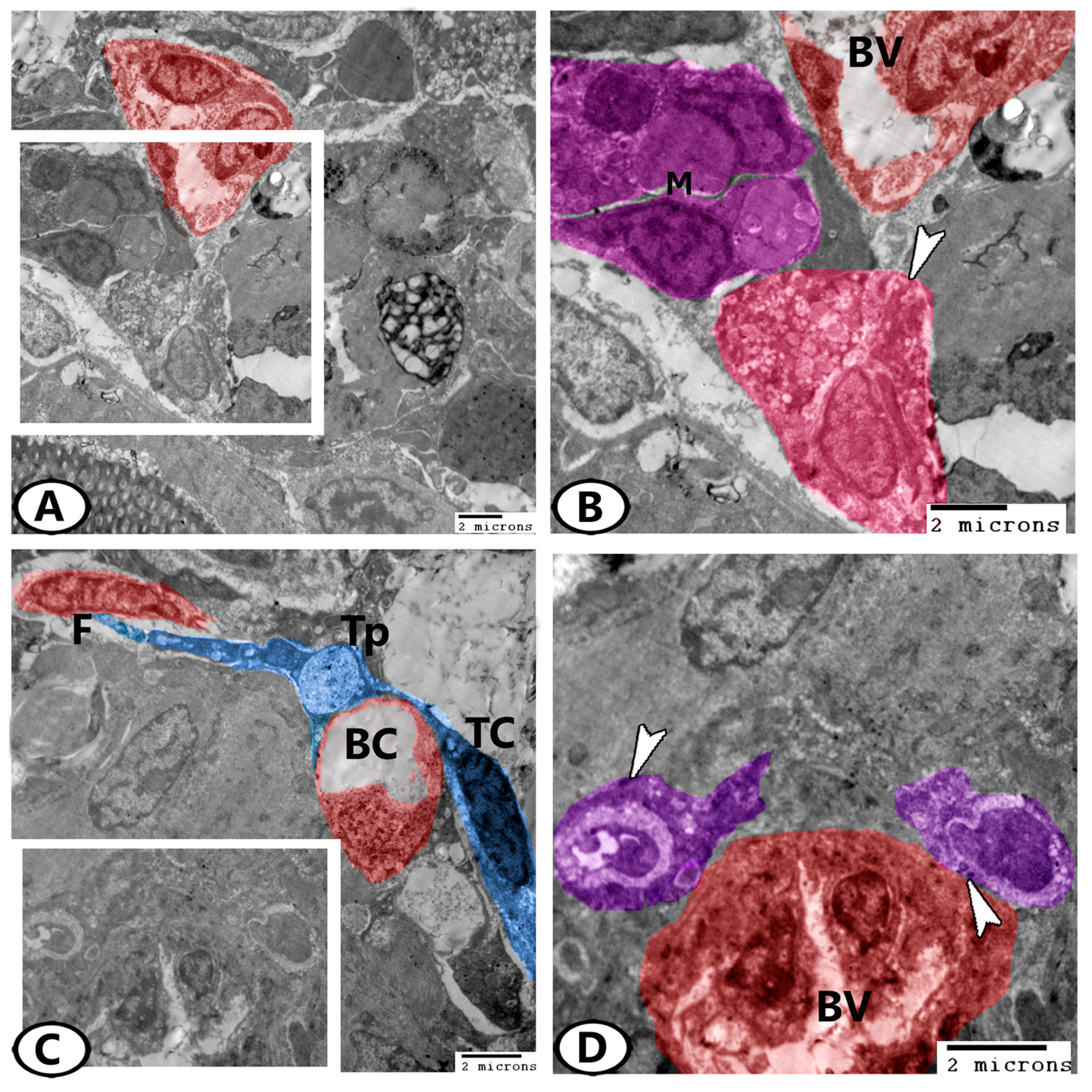 Animals 13 03362 g008 Animals 13 03362 g008