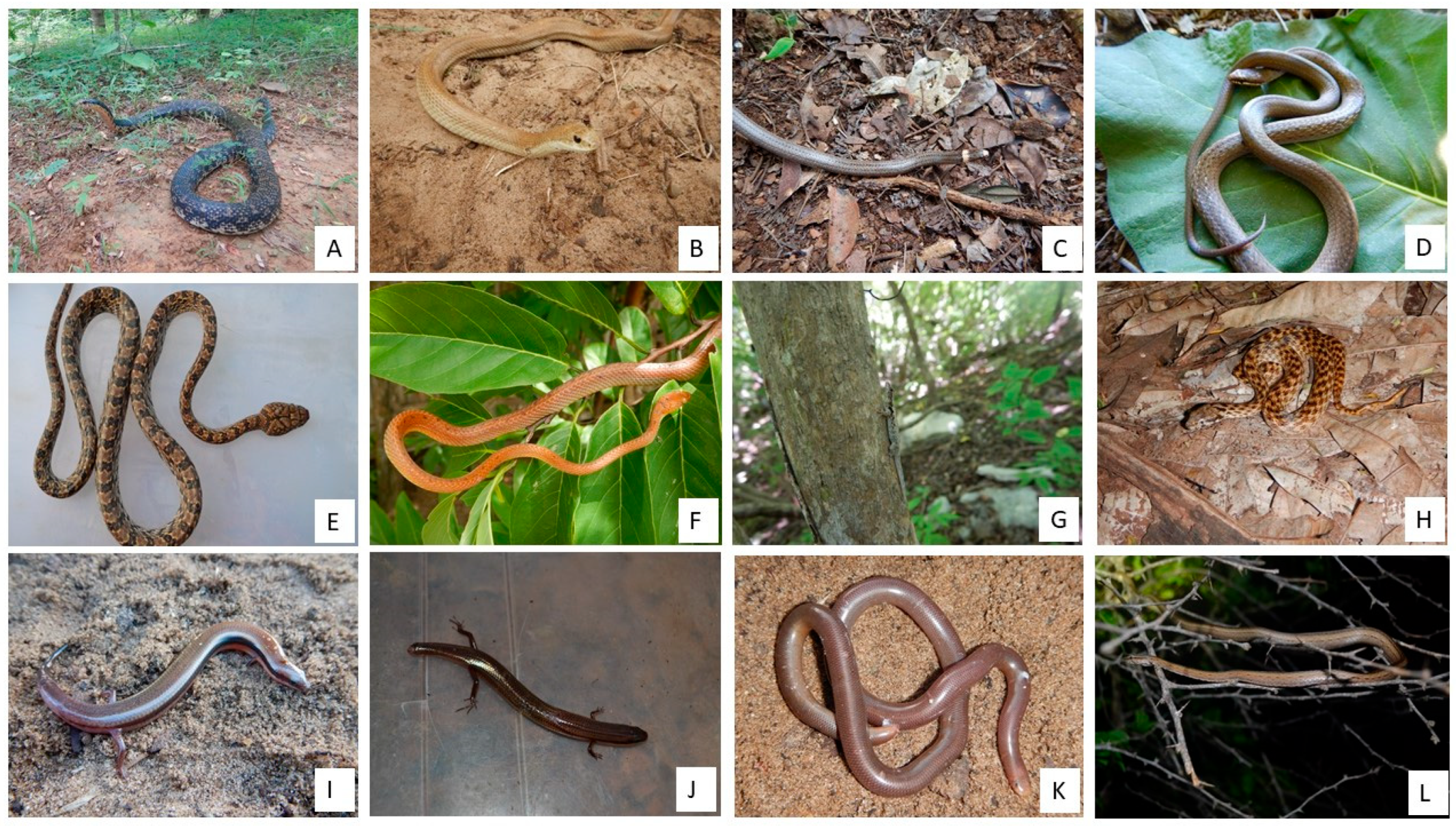 Animals 13 03396 g006