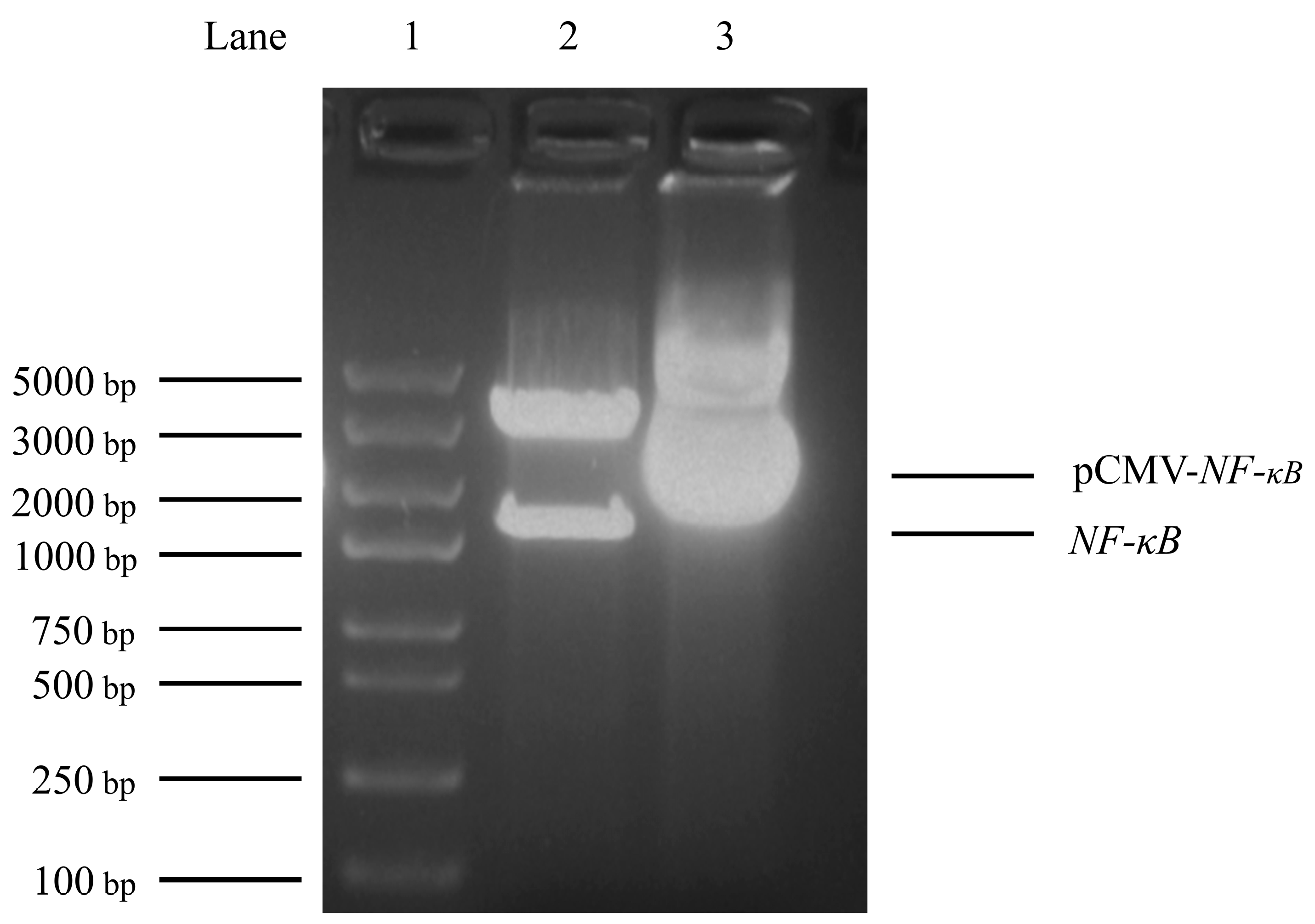 Animals 13 03401 g003