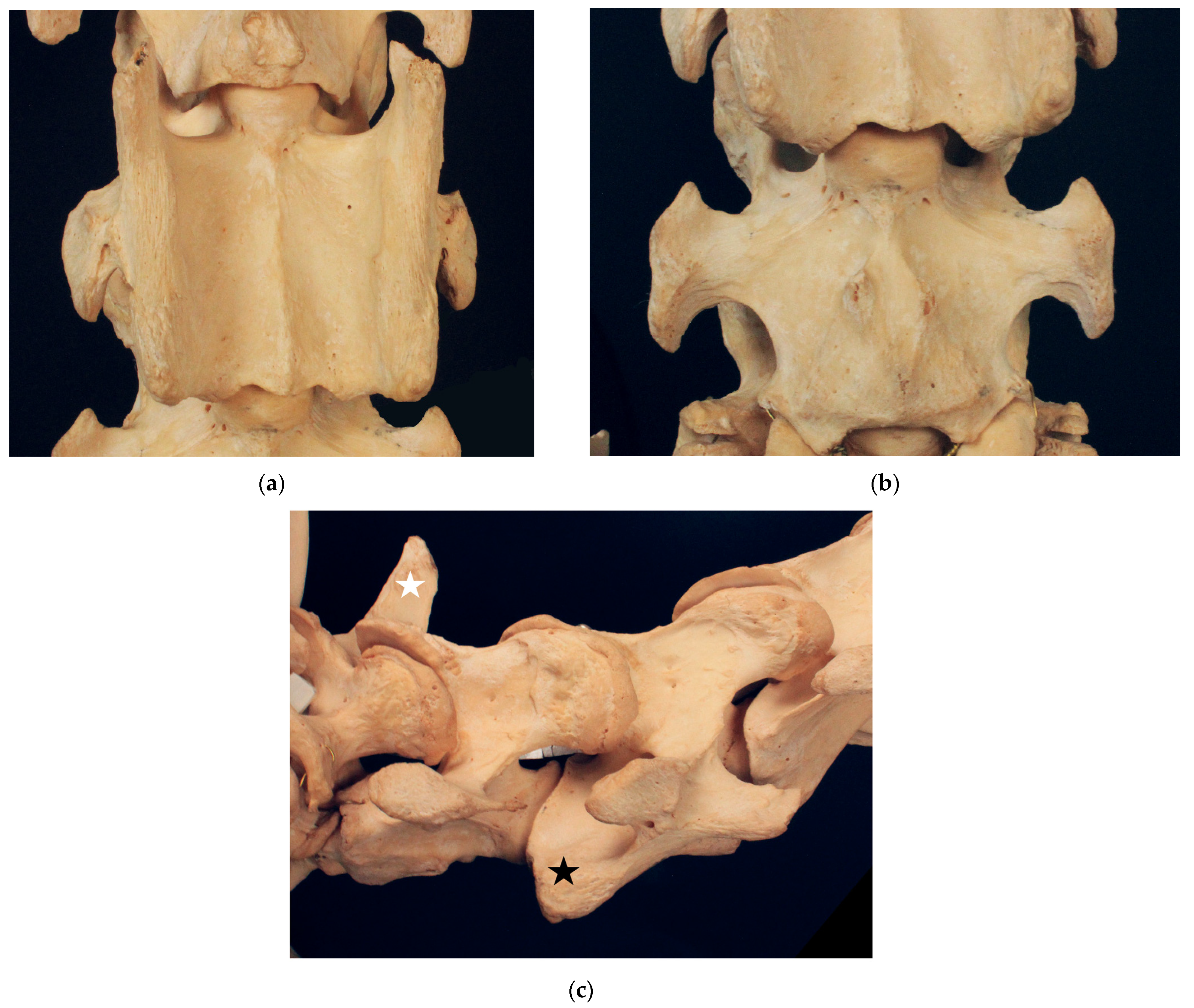 Animals 13 03415 g001