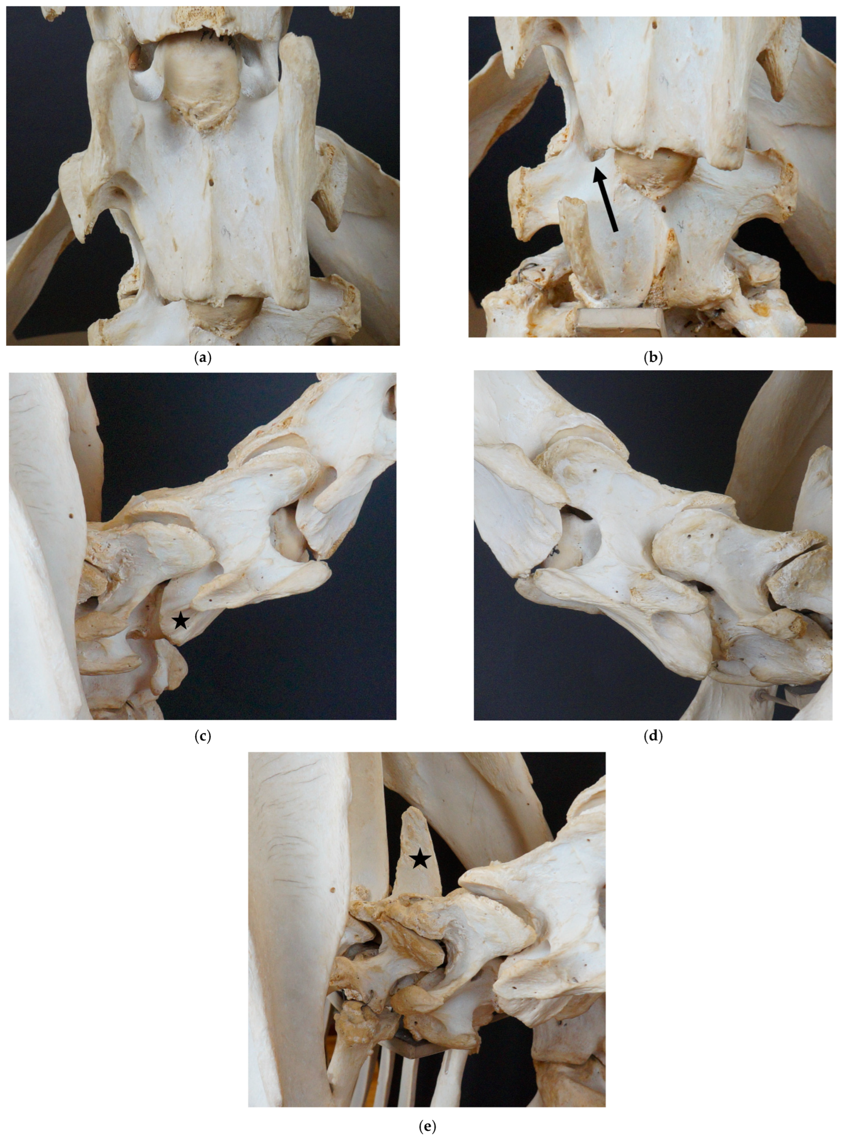 Animals 13 03415 g003