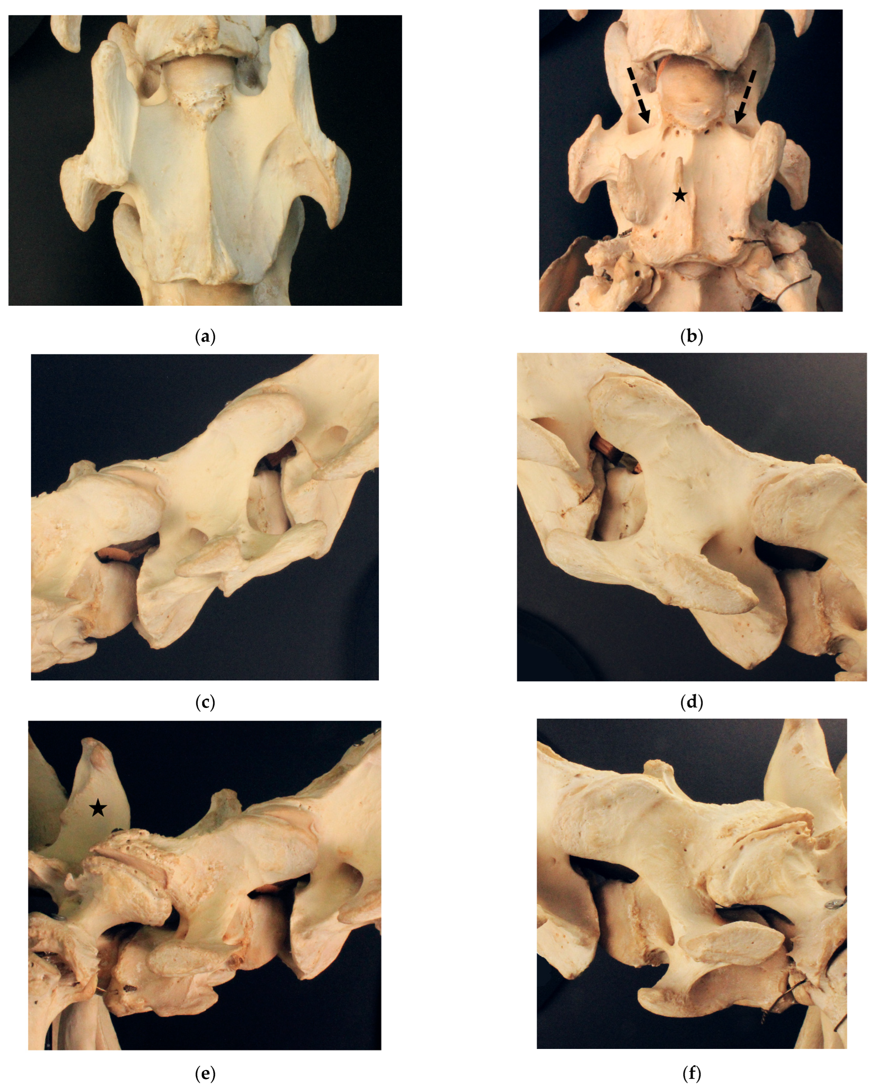 Animals 13 03415 g005