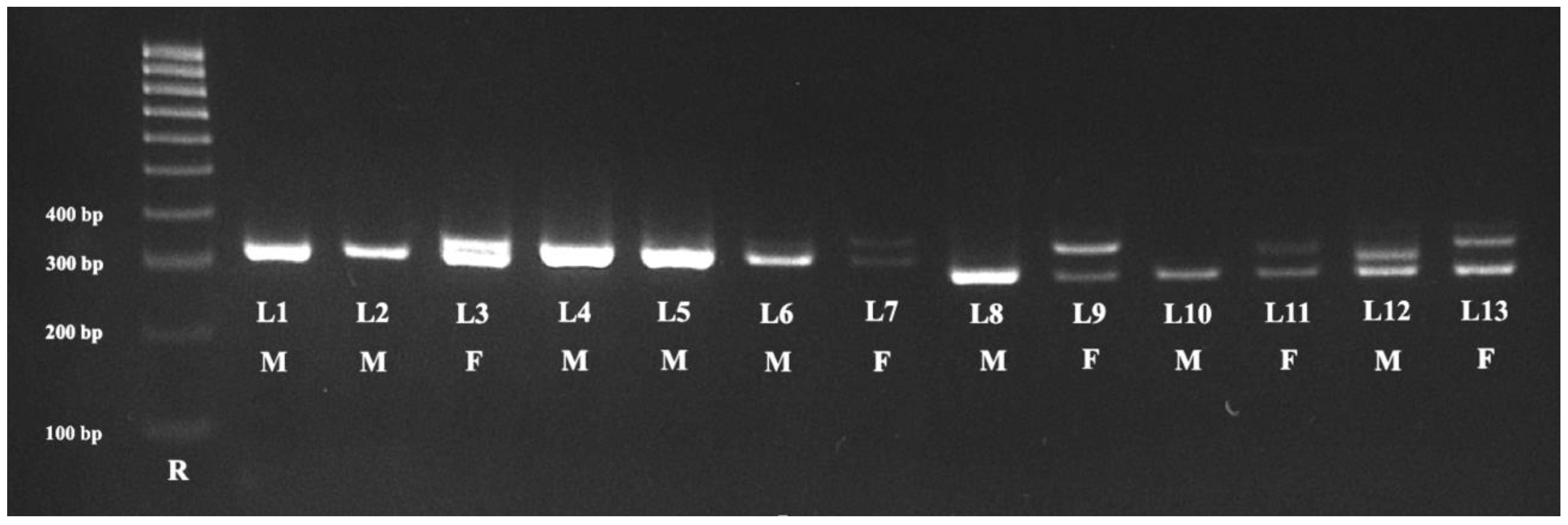 Animals 13 03417 g001