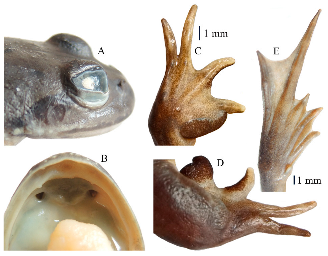 Animals 13 03427 g006