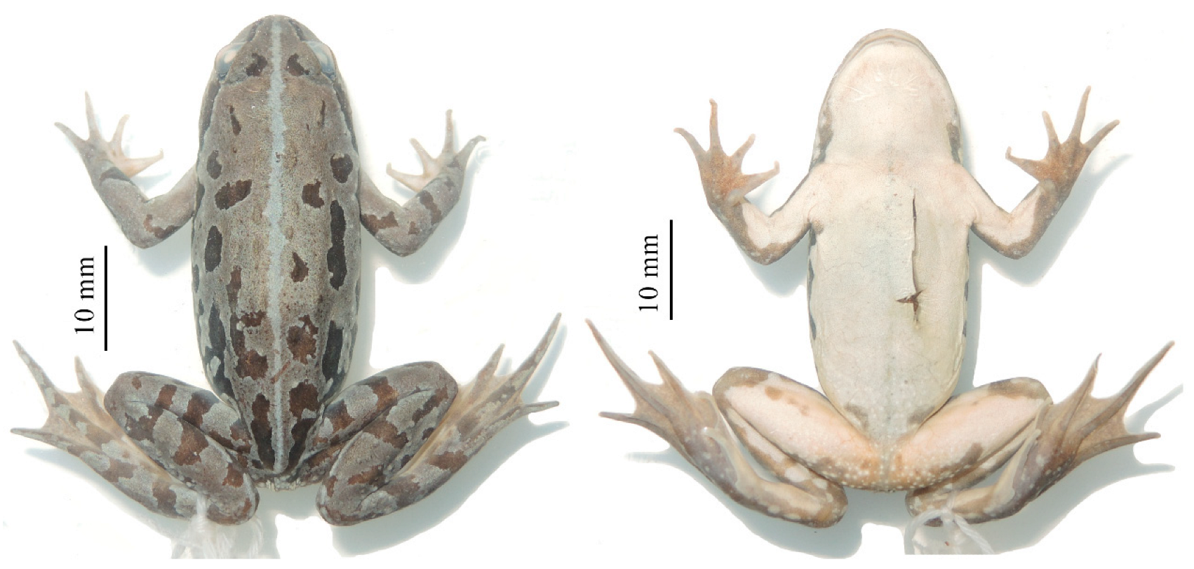 Animals 13 03427 g007