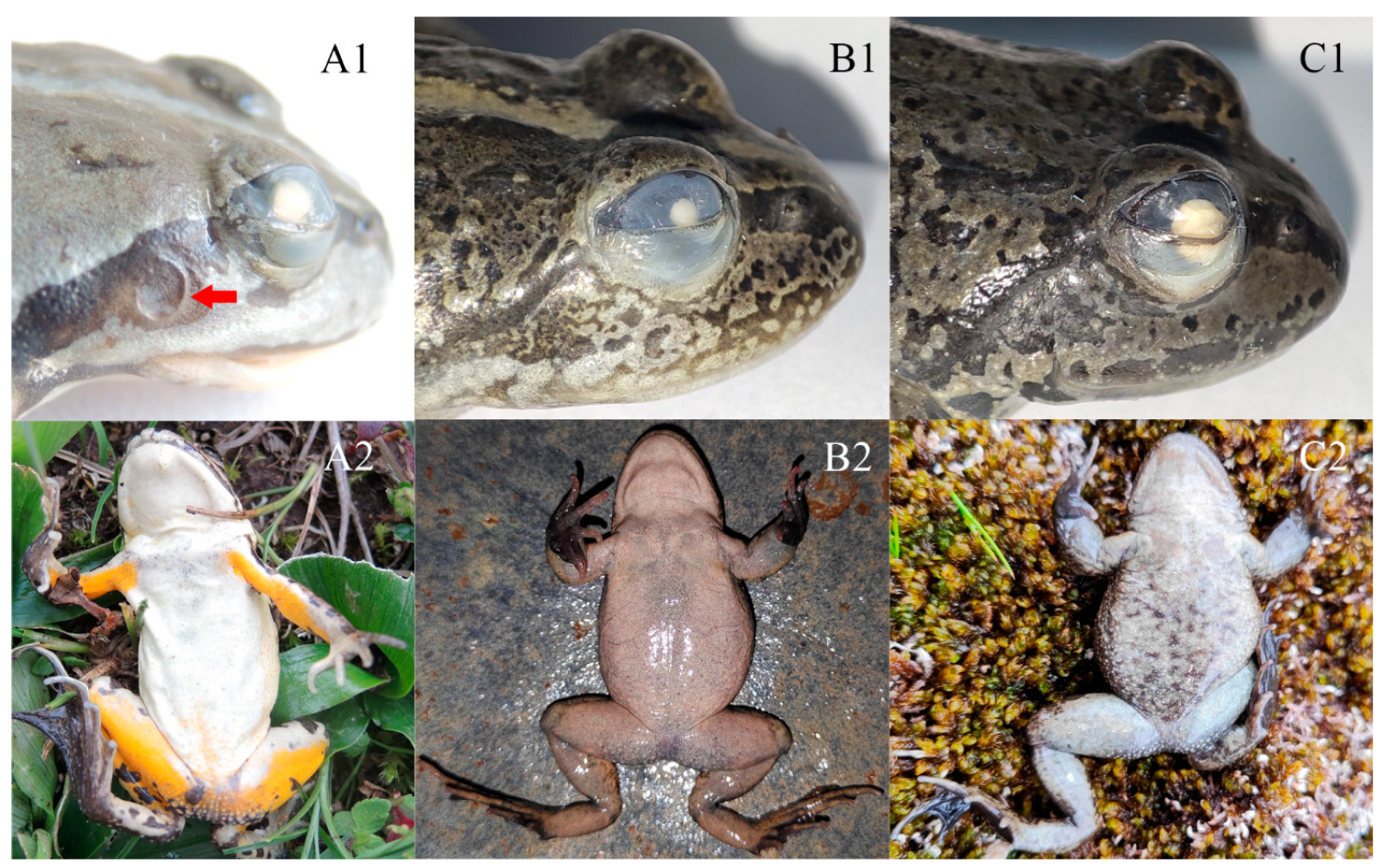 Animals 13 03427 g008