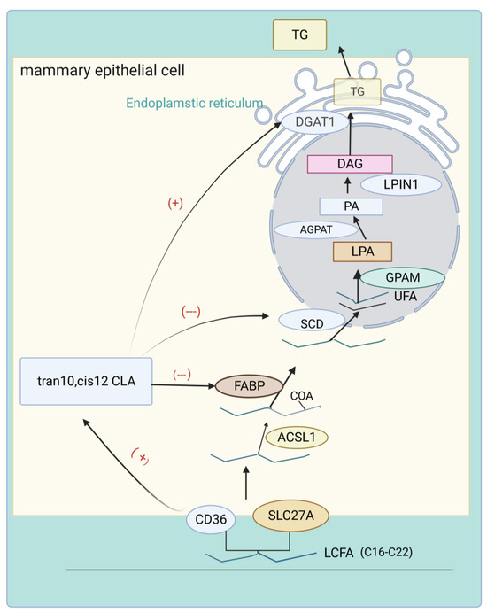 Progress of Conjugated Linoleic Acid on Milk Fat Metabolism in ...