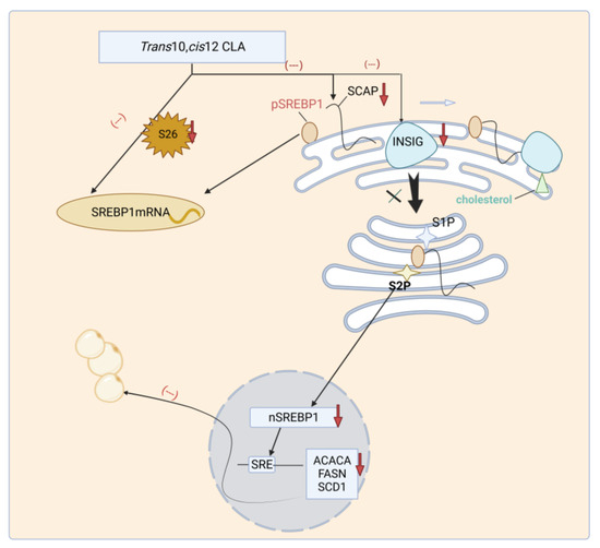 Progress of Conjugated Linoleic Acid on Milk Fat Metabolism