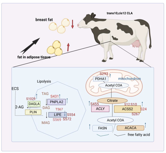 Progress of Conjugated Linoleic Acid on Milk Fat Metabolism in