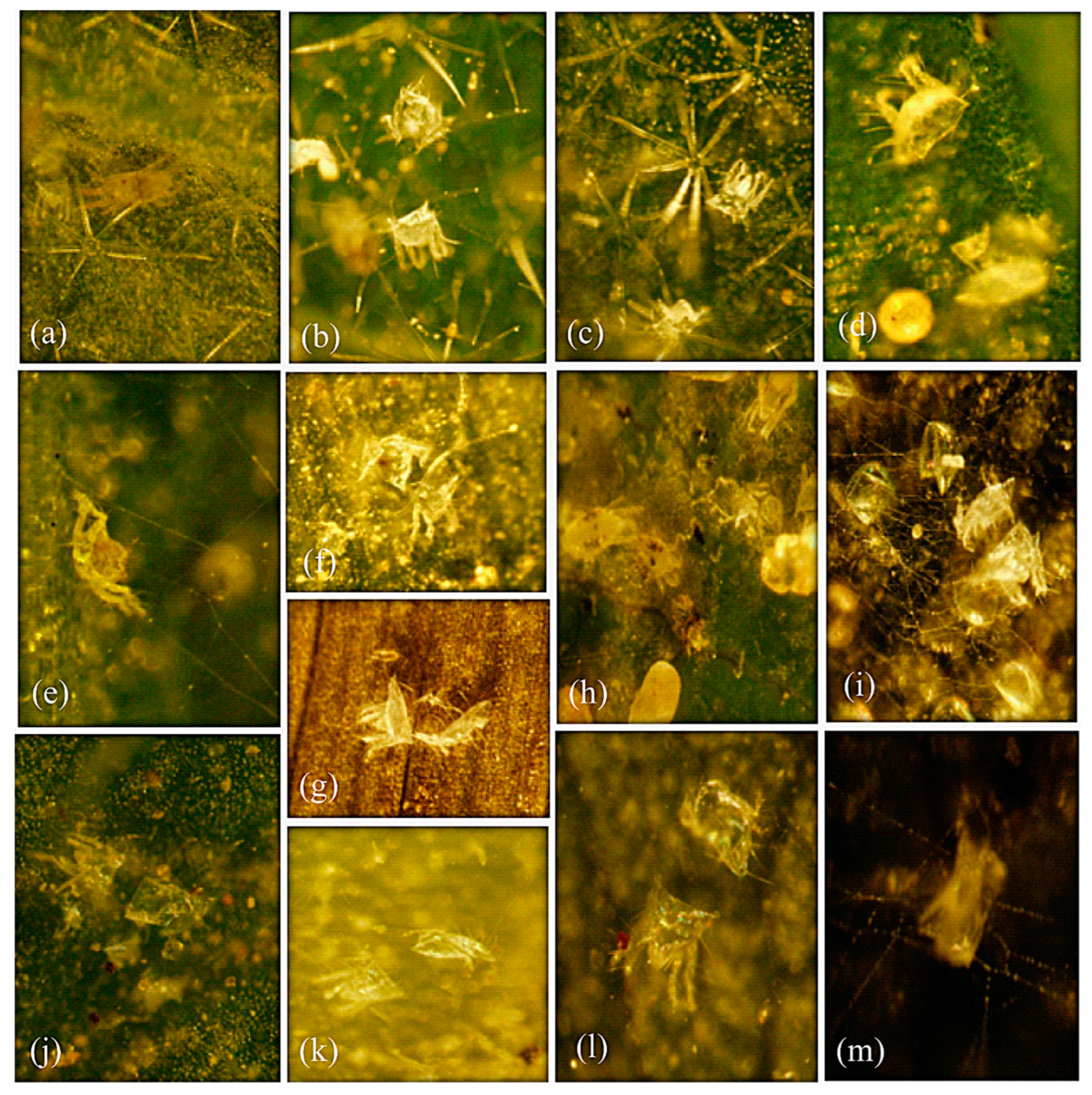 Animals 13 03433 g001 Animals 13 03433 g001