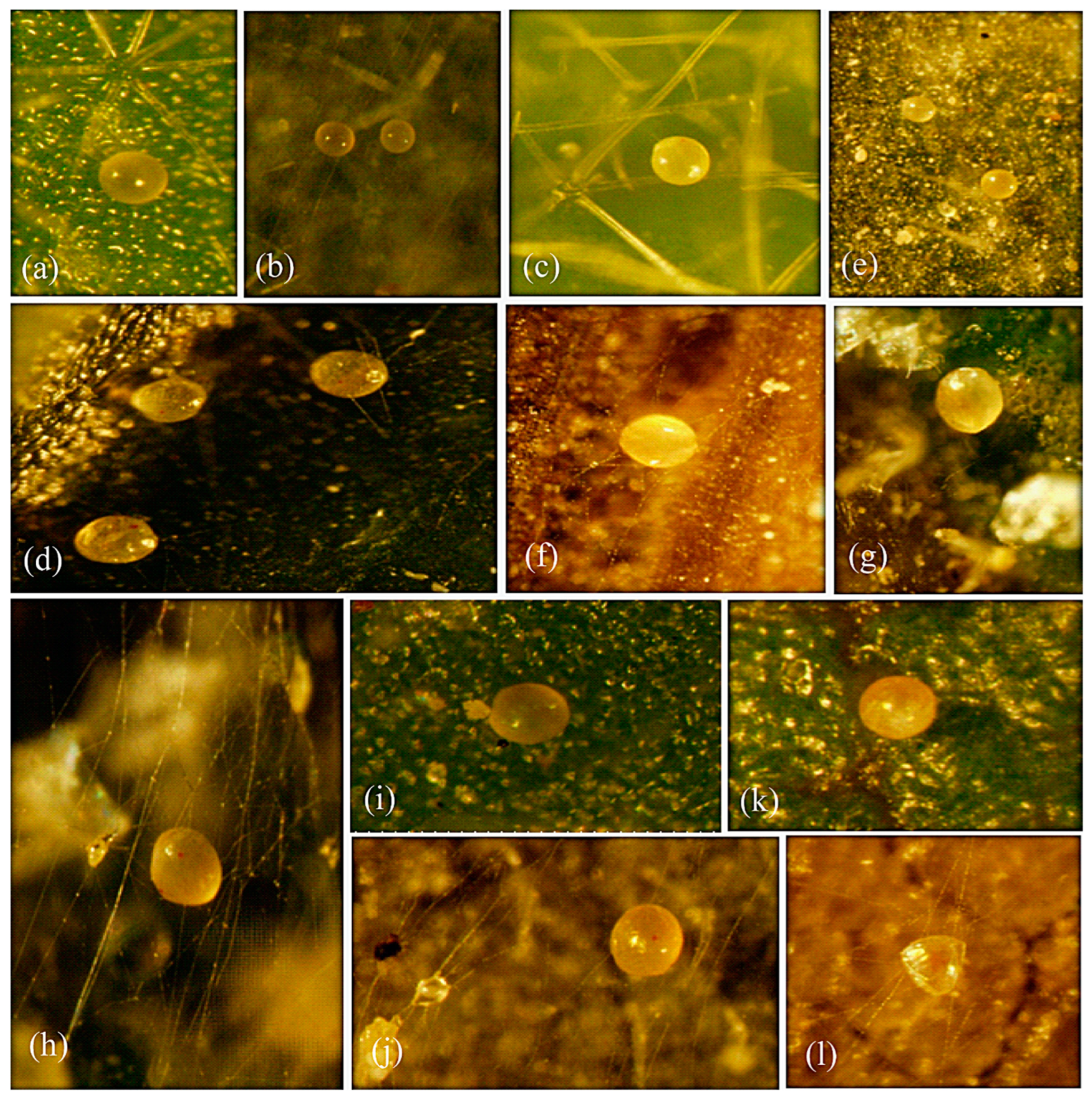 Animals 13 03433 g002 Animals 13 03433 g002