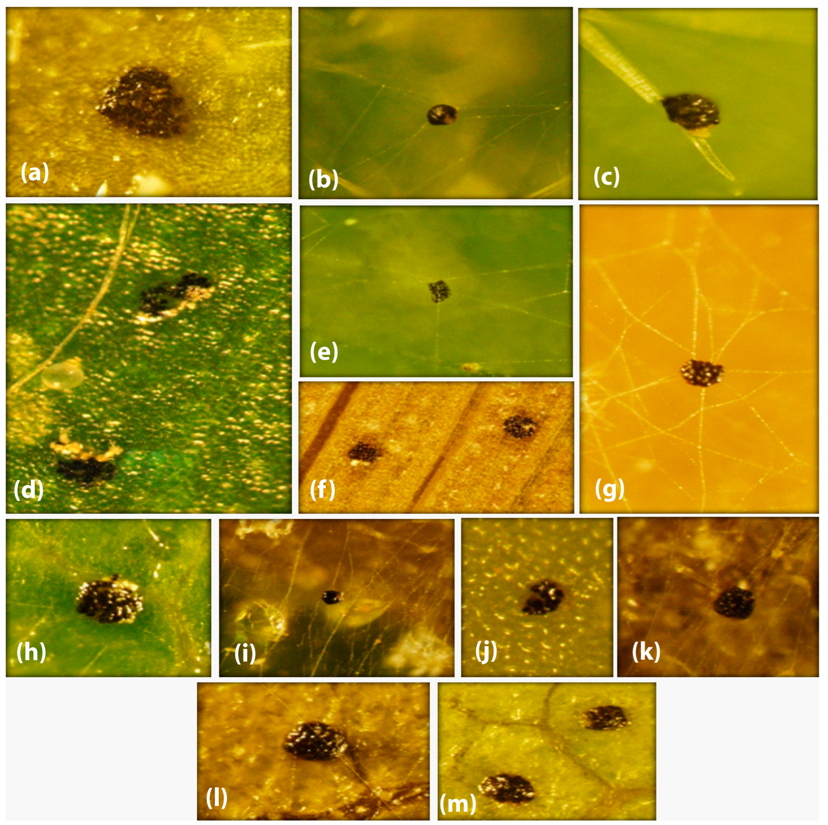 Animals 13 03433 g003 Animals 13 03433 g003