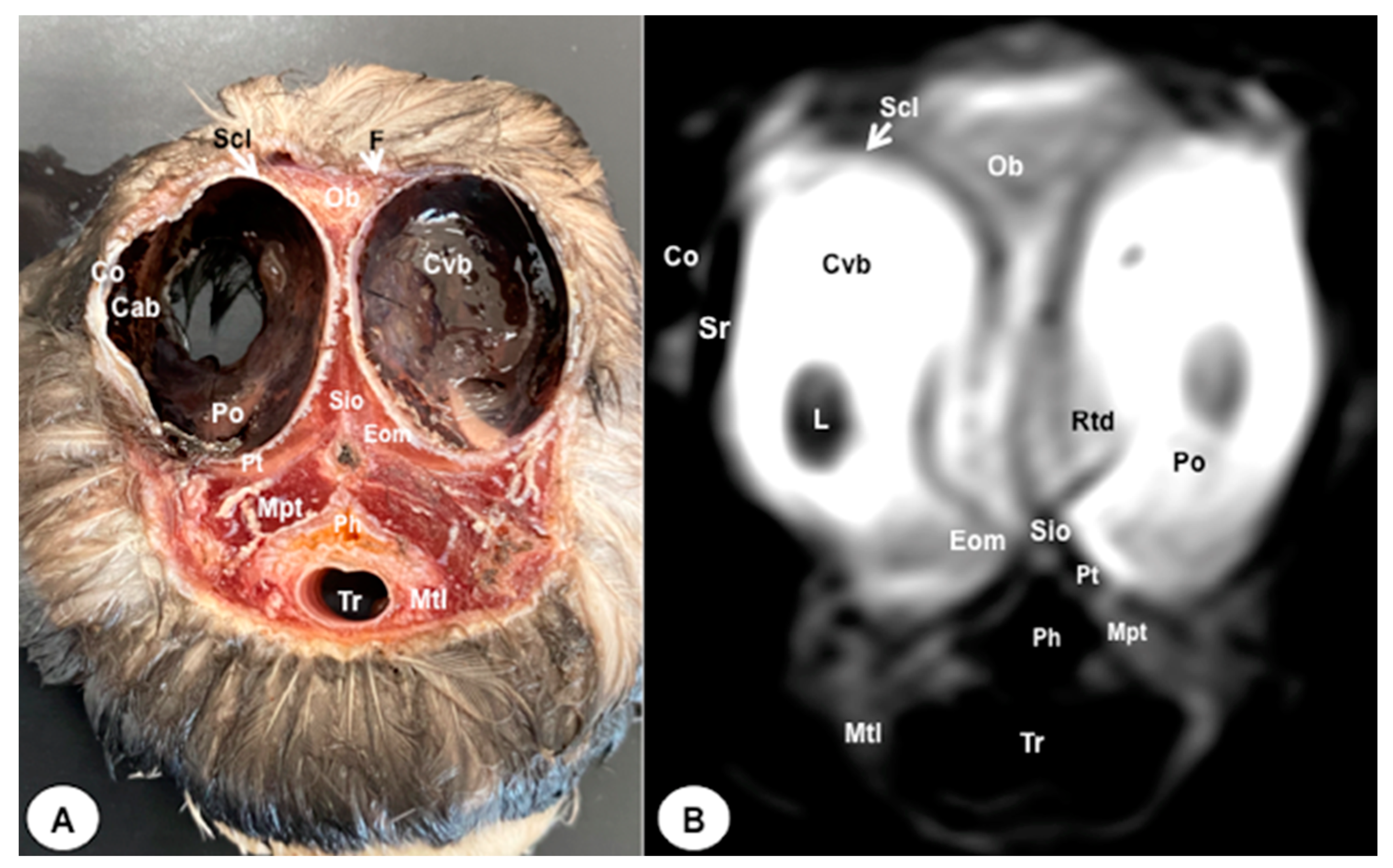 Animals 13 03434 g002