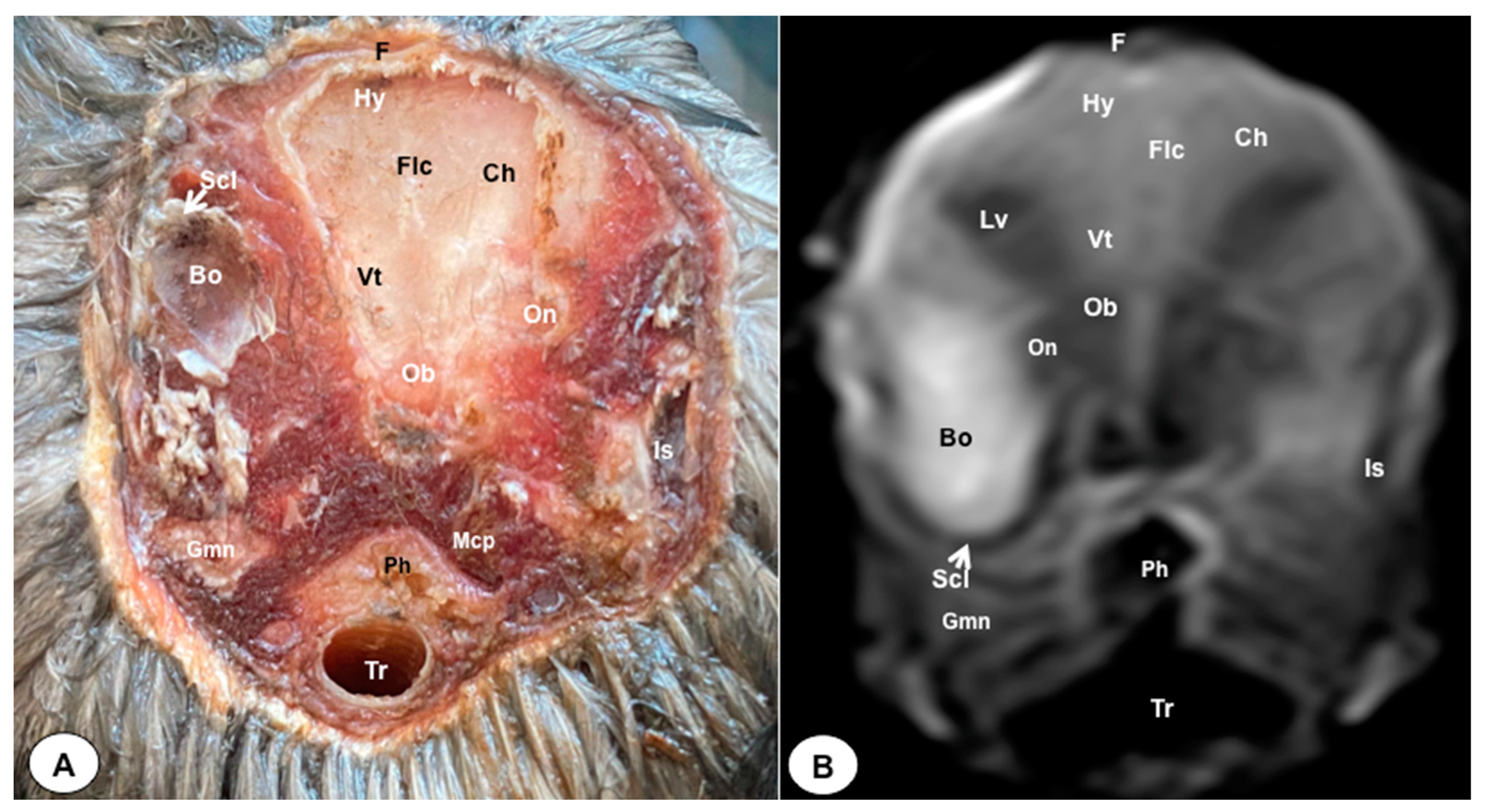 Animals 13 03434 g003