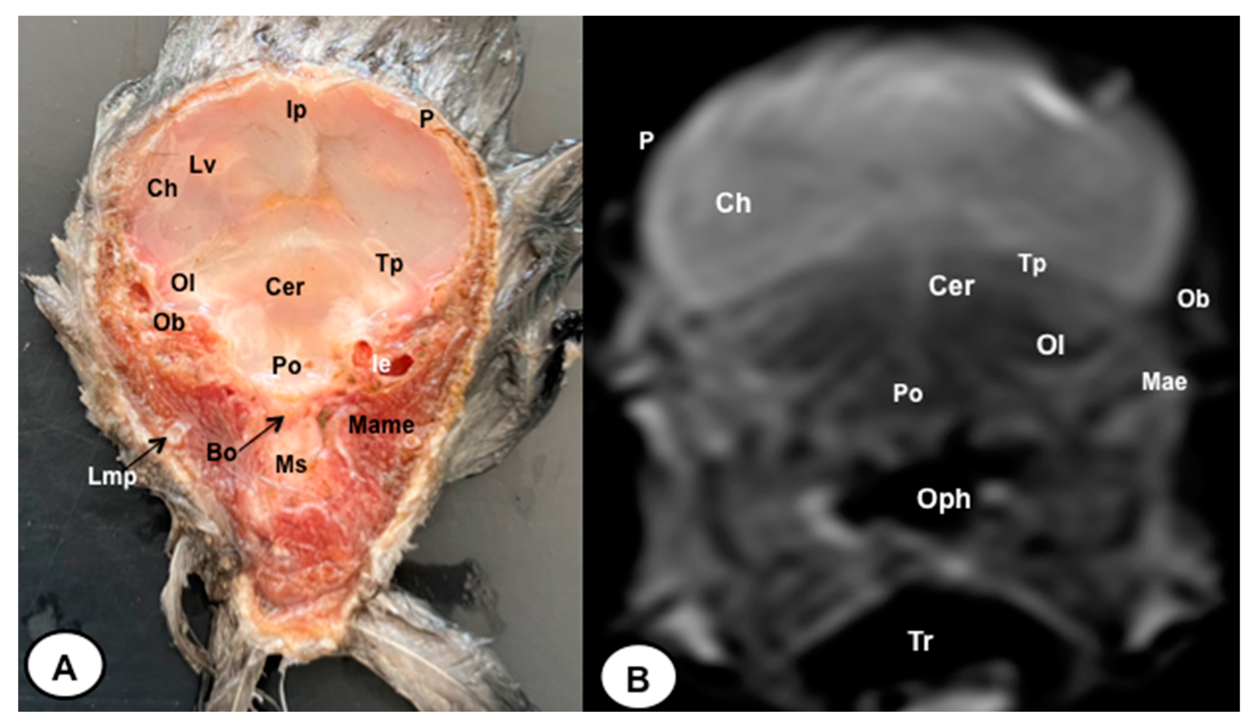 Animals 13 03434 g004