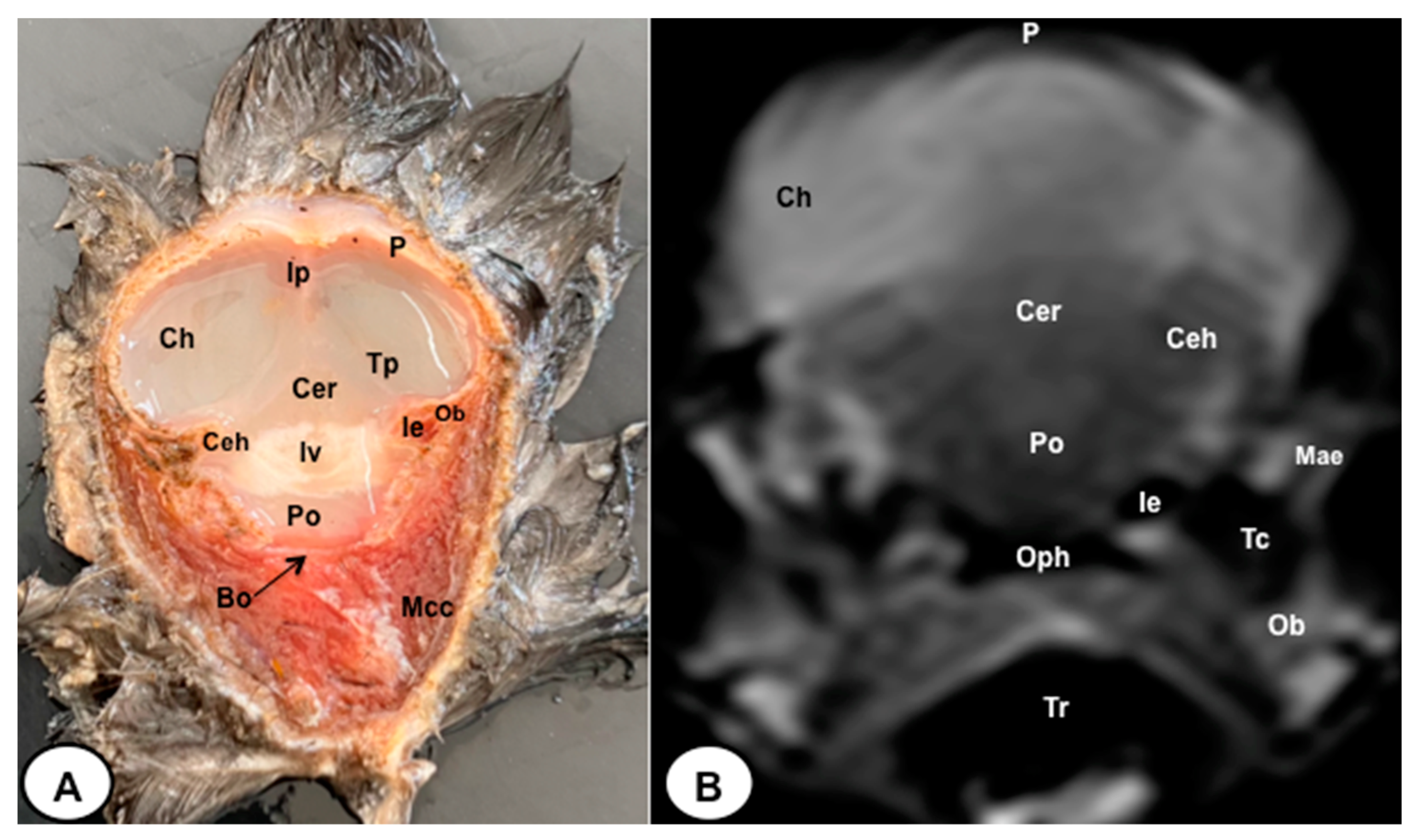 Animals 13 03434 g005