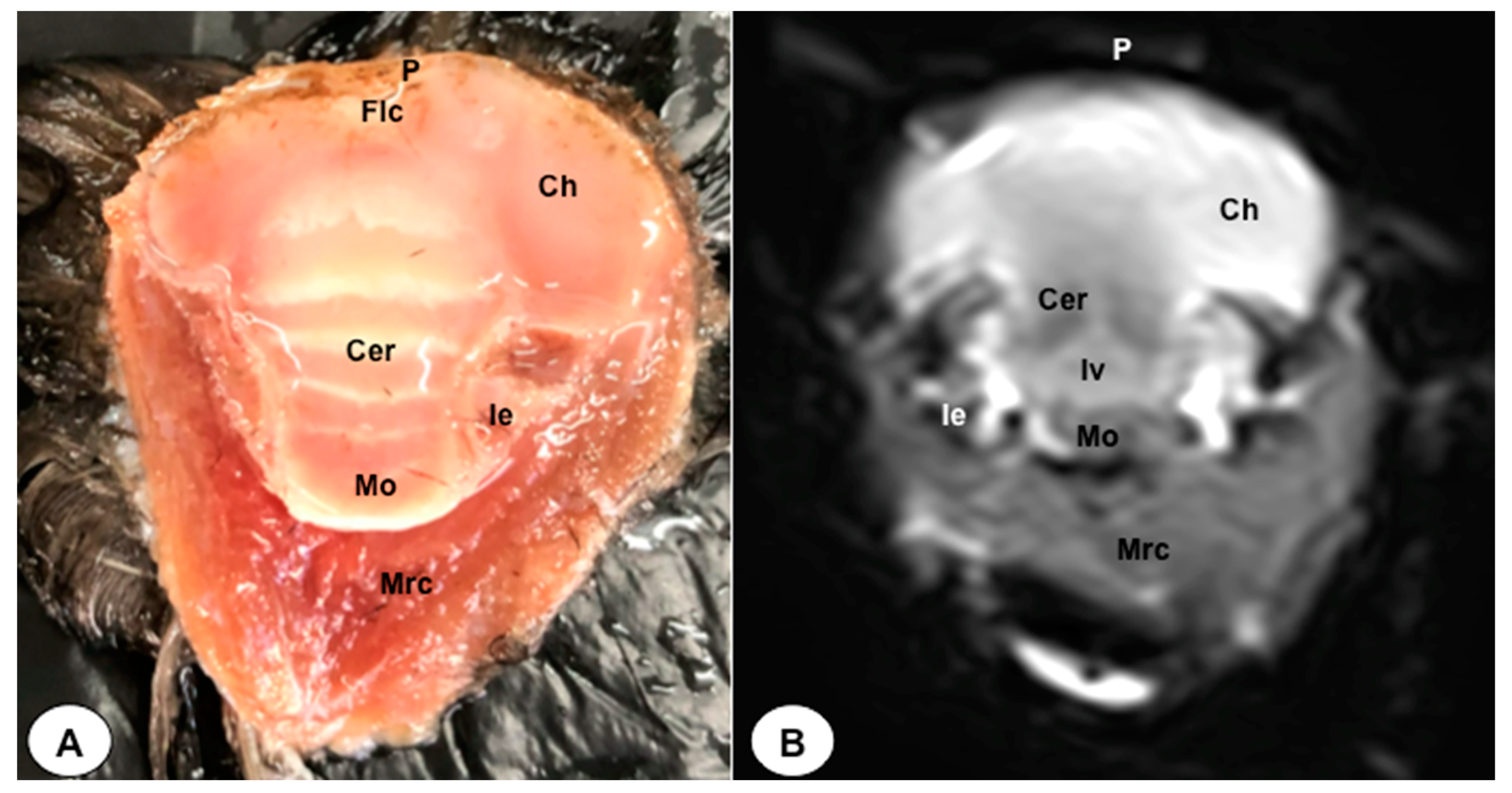 Animals 13 03434 g006