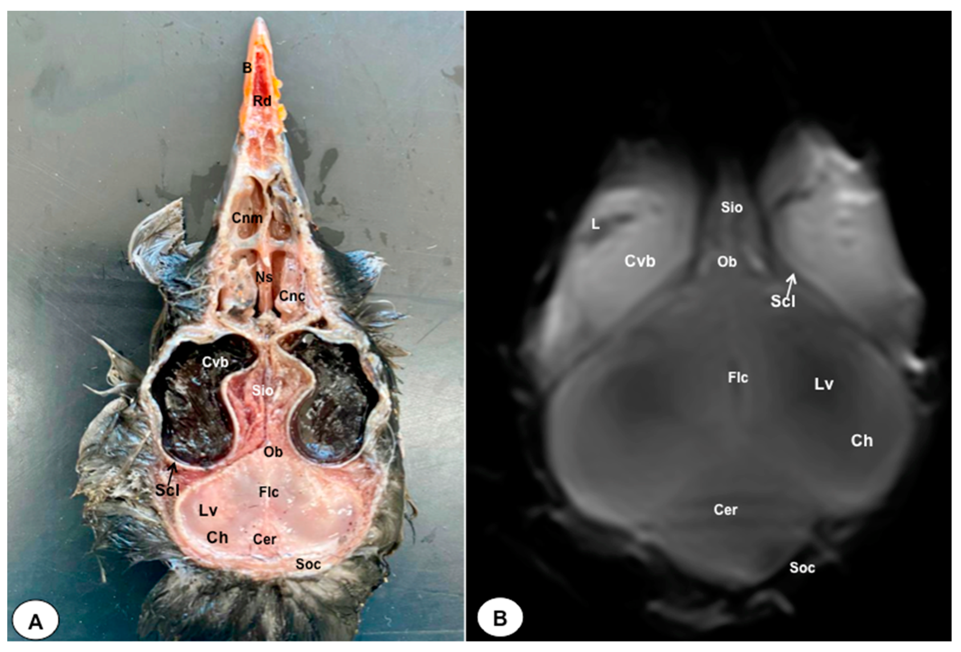 Animals 13 03434 g007