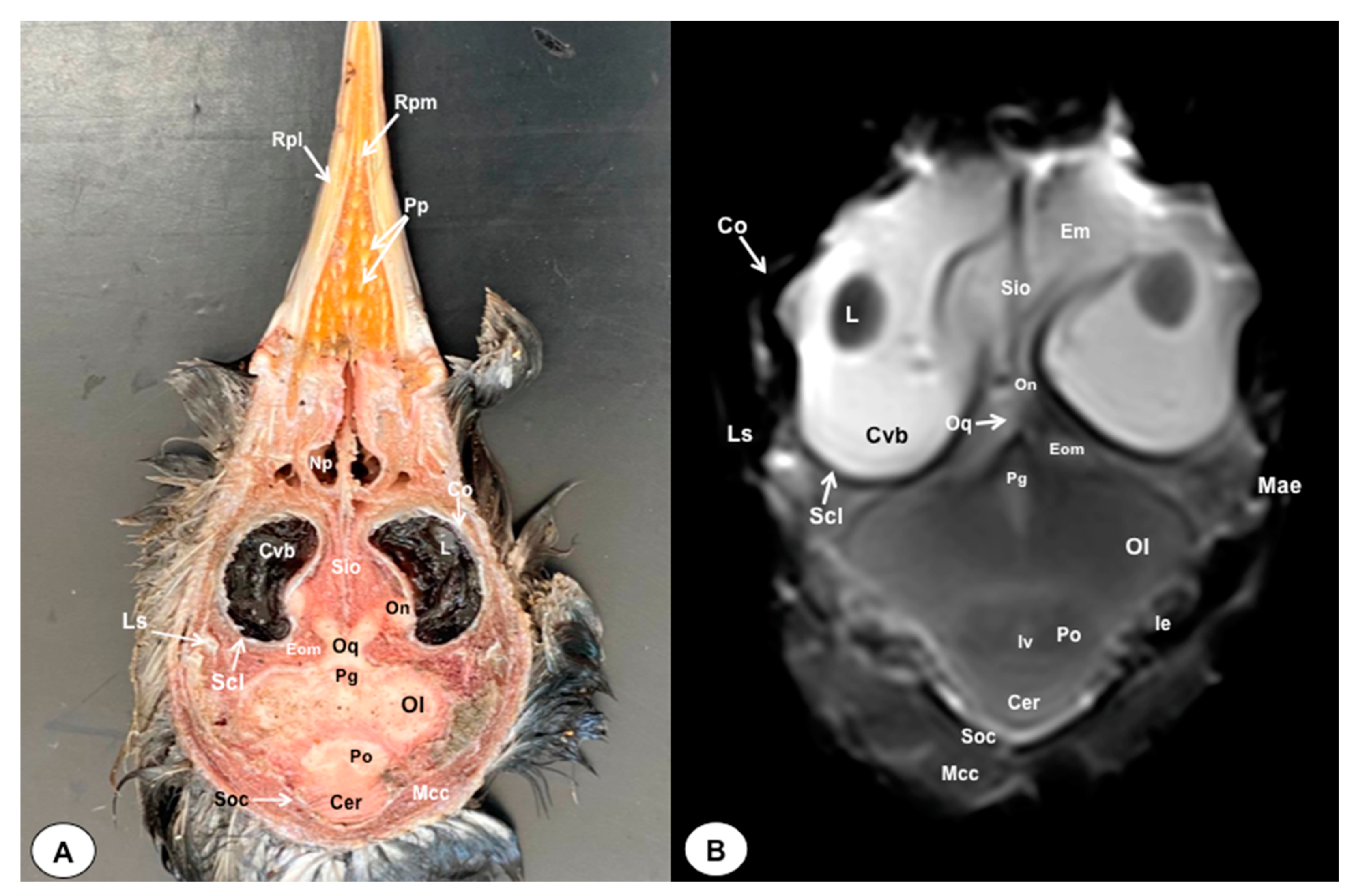 Animals 13 03434 g009