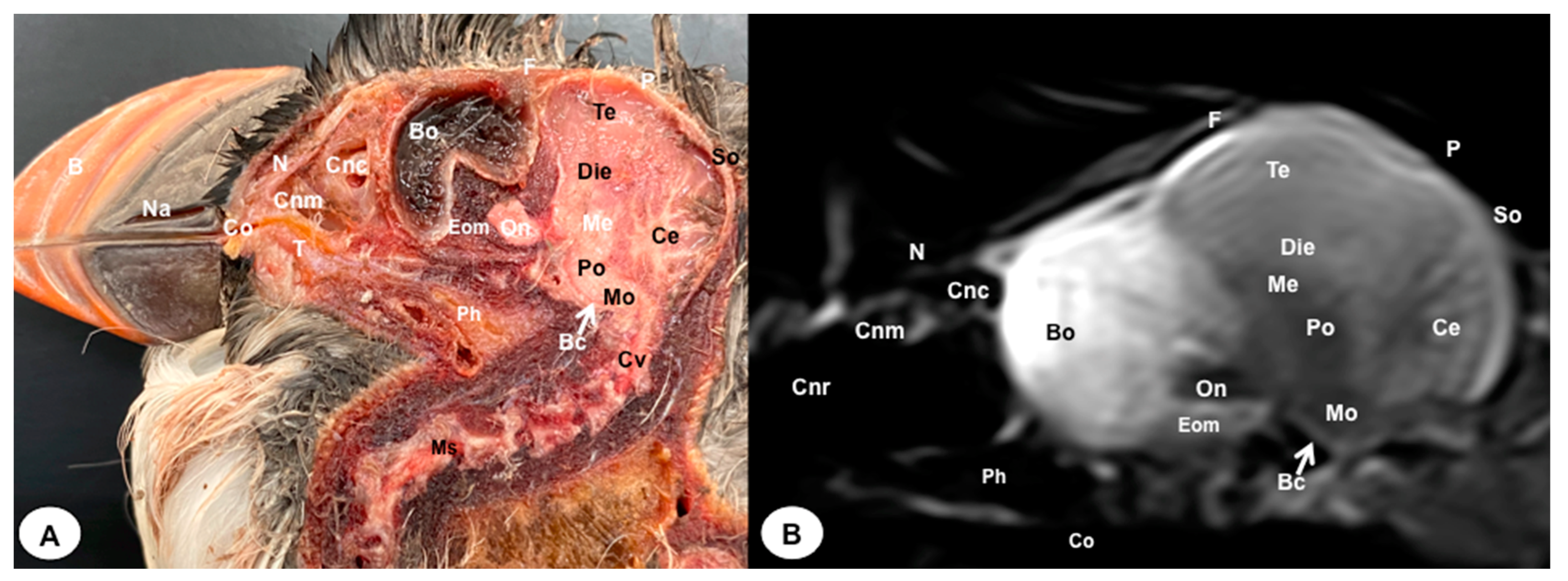 Animals 13 03434 g010