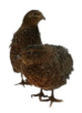 Animals 13 03439 i003